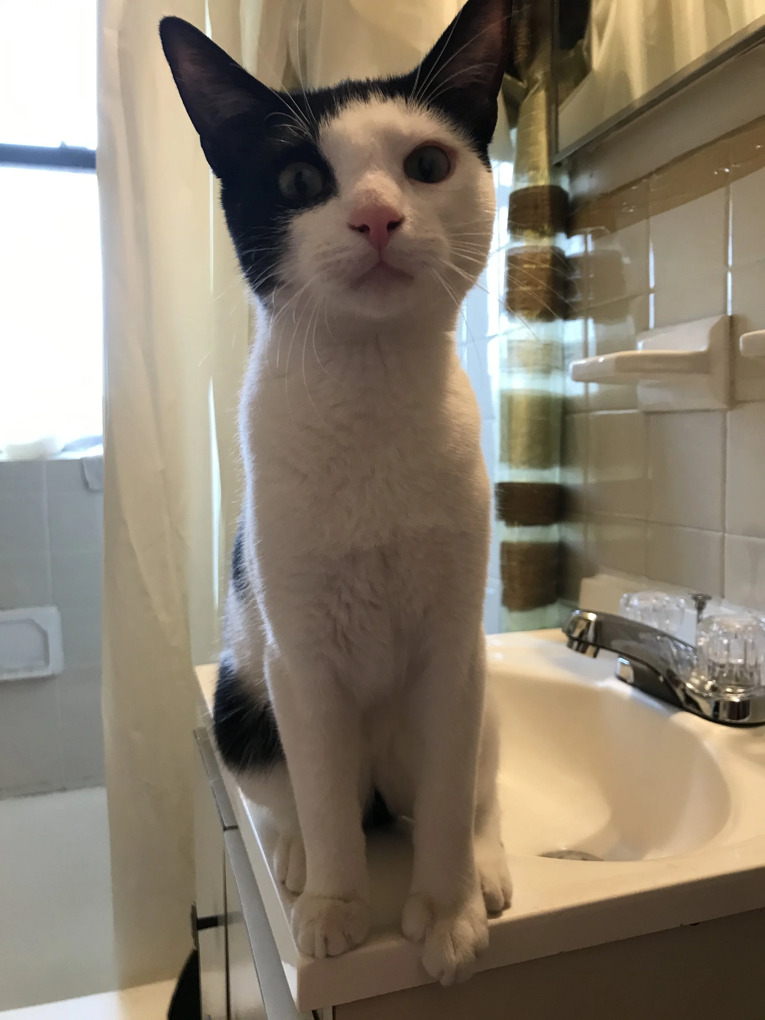 A black and white cat sitting on a bathroom sink, looking at the camera with a curious expression.