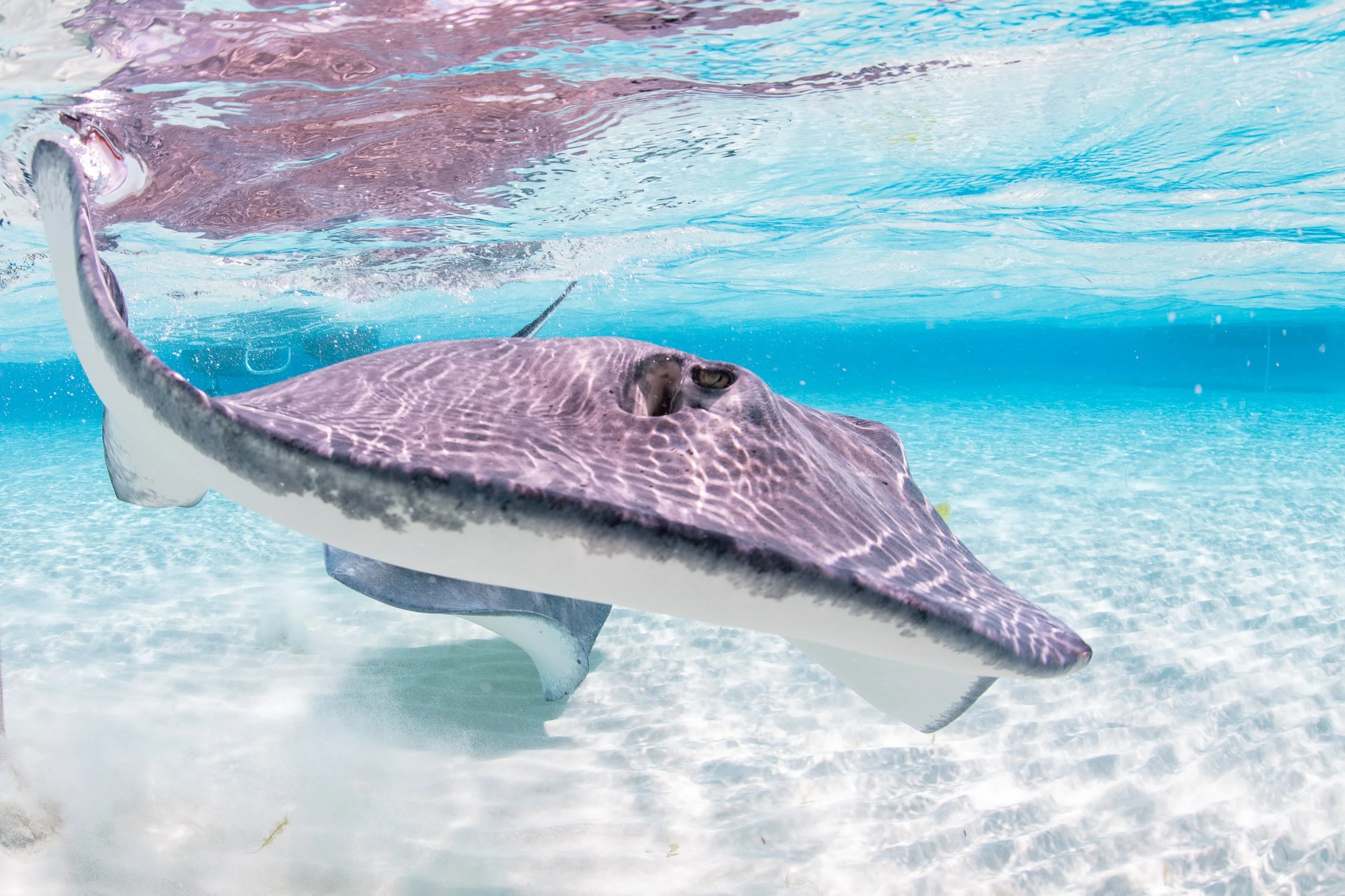 A stingray swimming in clear blue water at Stingray City in Grand Cayman.