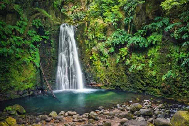 A waterfall cascading into a clear pool surrounded by lush green foliage in a forest.