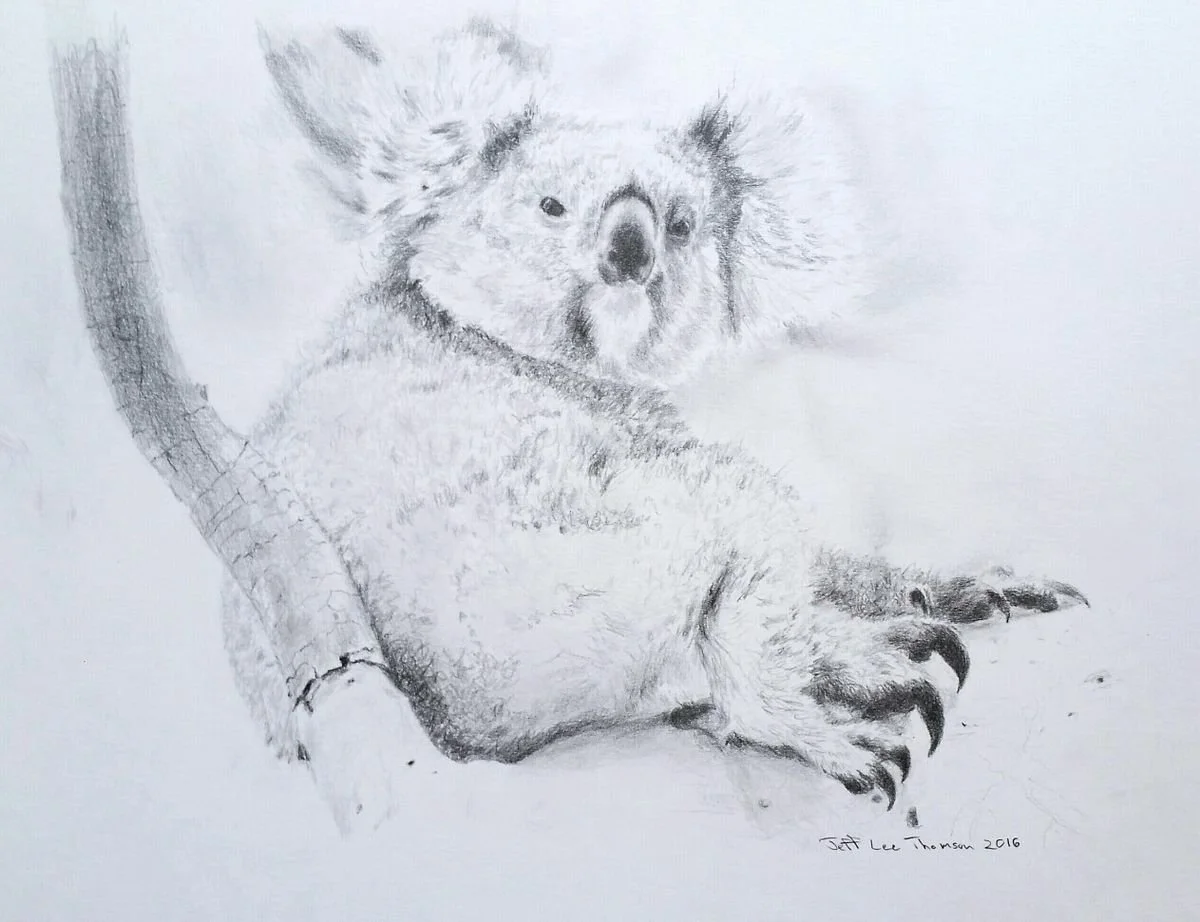 $200 " Koala " graphite drawing on paper. 9"x12" 2016 