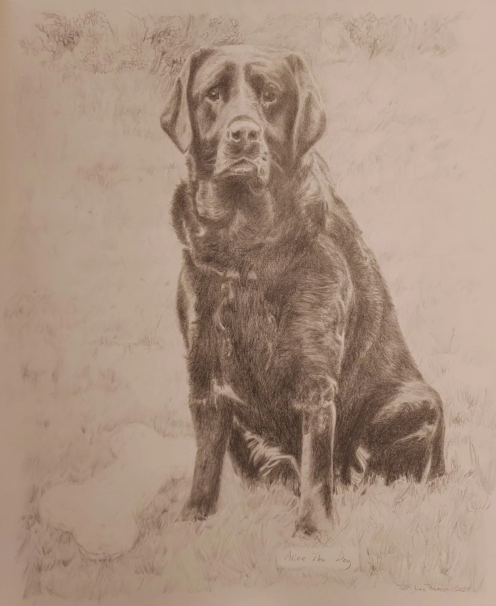 Sold "Alice The Dog" Graphite on paper. 14"x17"
