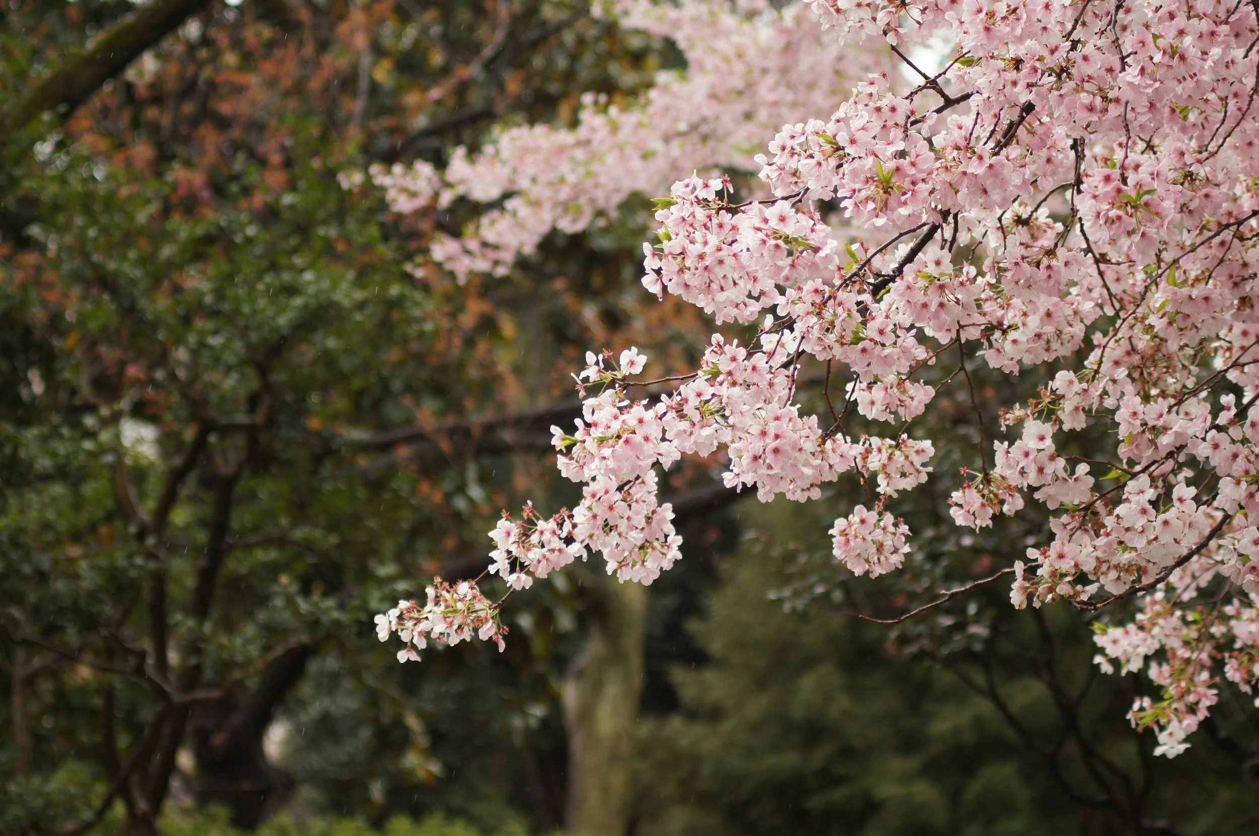 Abstract image of cherry tree