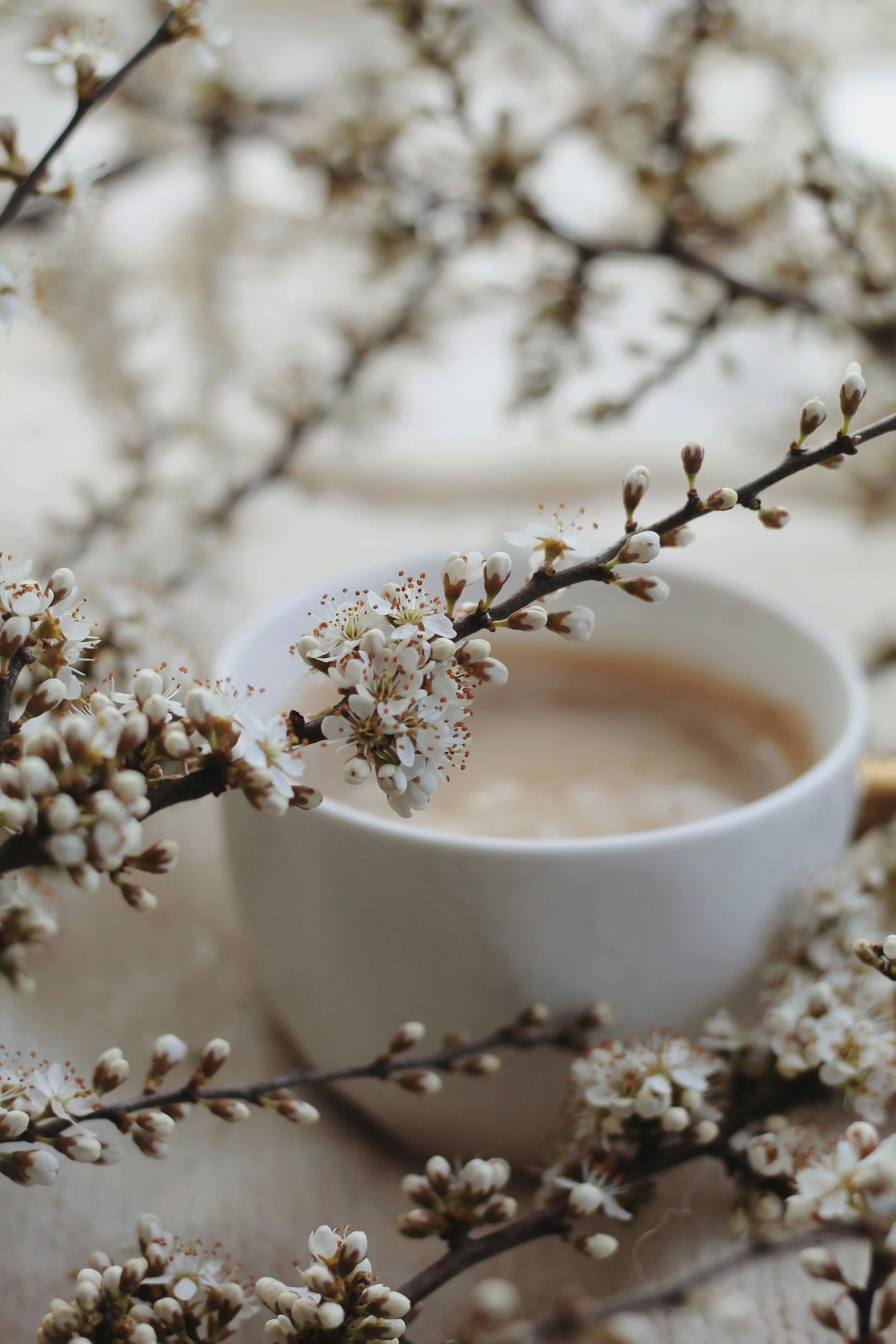 A white mug filled with a hot beverage, surrounded by blooming white cherry blossom branches.