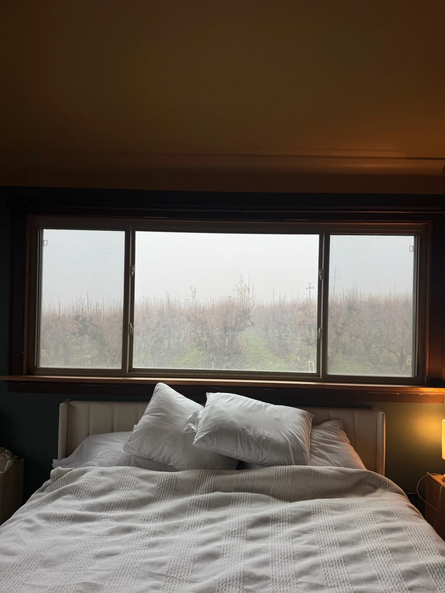 Kid size bed in primary bed with large window overlooking pear orchard