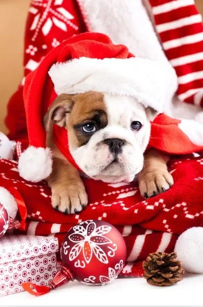 Dogs Are Not Christmas Presents