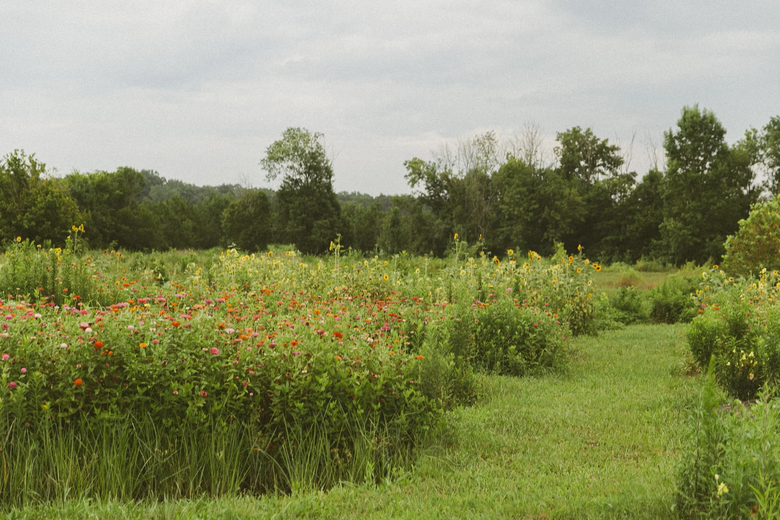 Farm - Flower Fields.JPEG