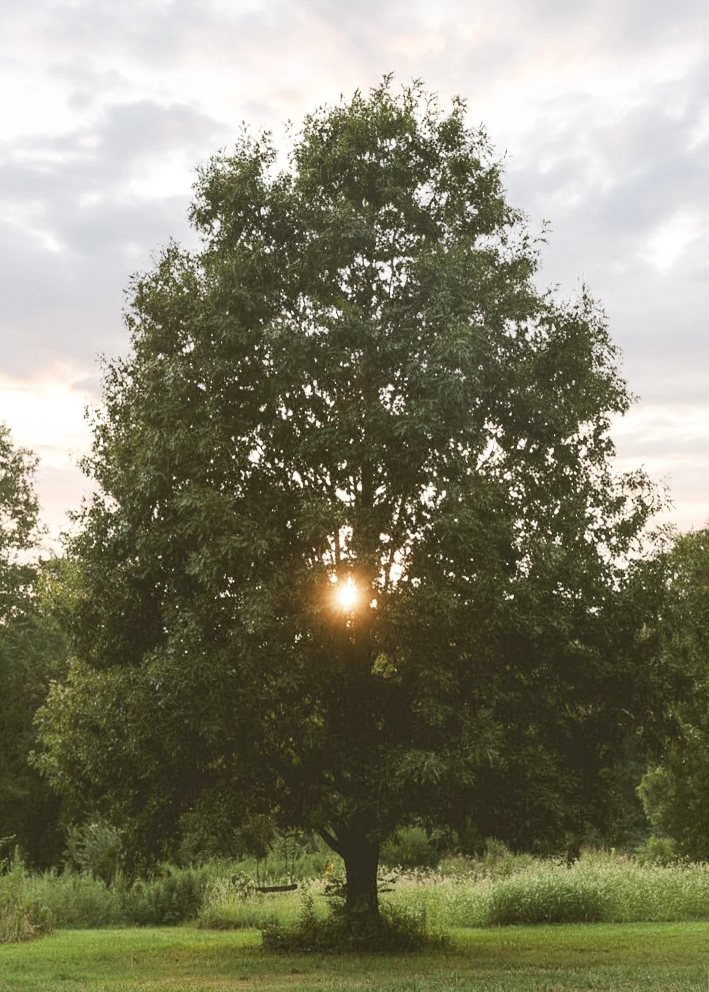 Farm - Sun through Oak tree.JPEG