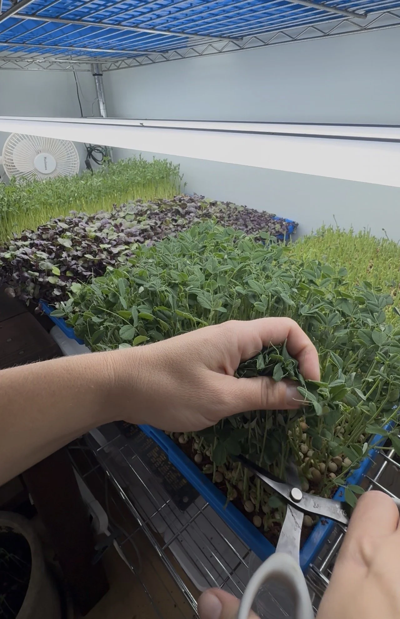 House - Microgreens.jpg