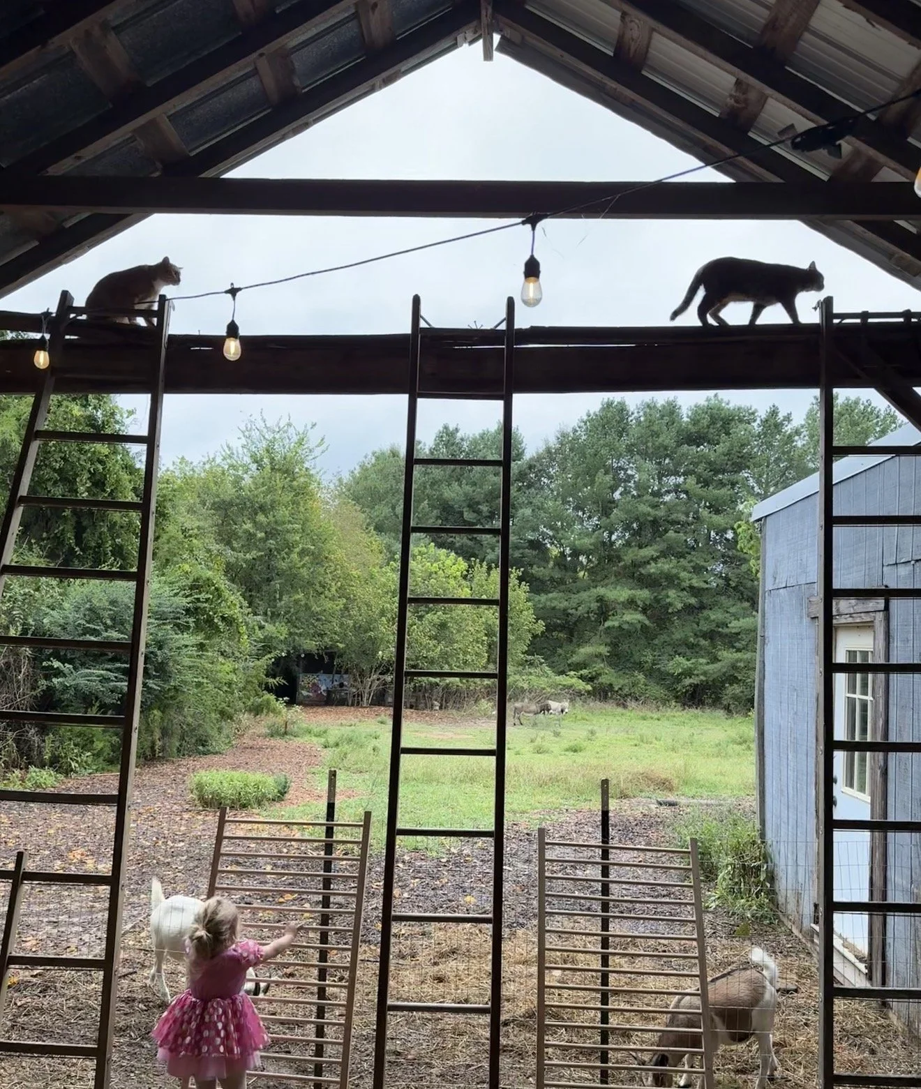 Barn Yard - .jpg