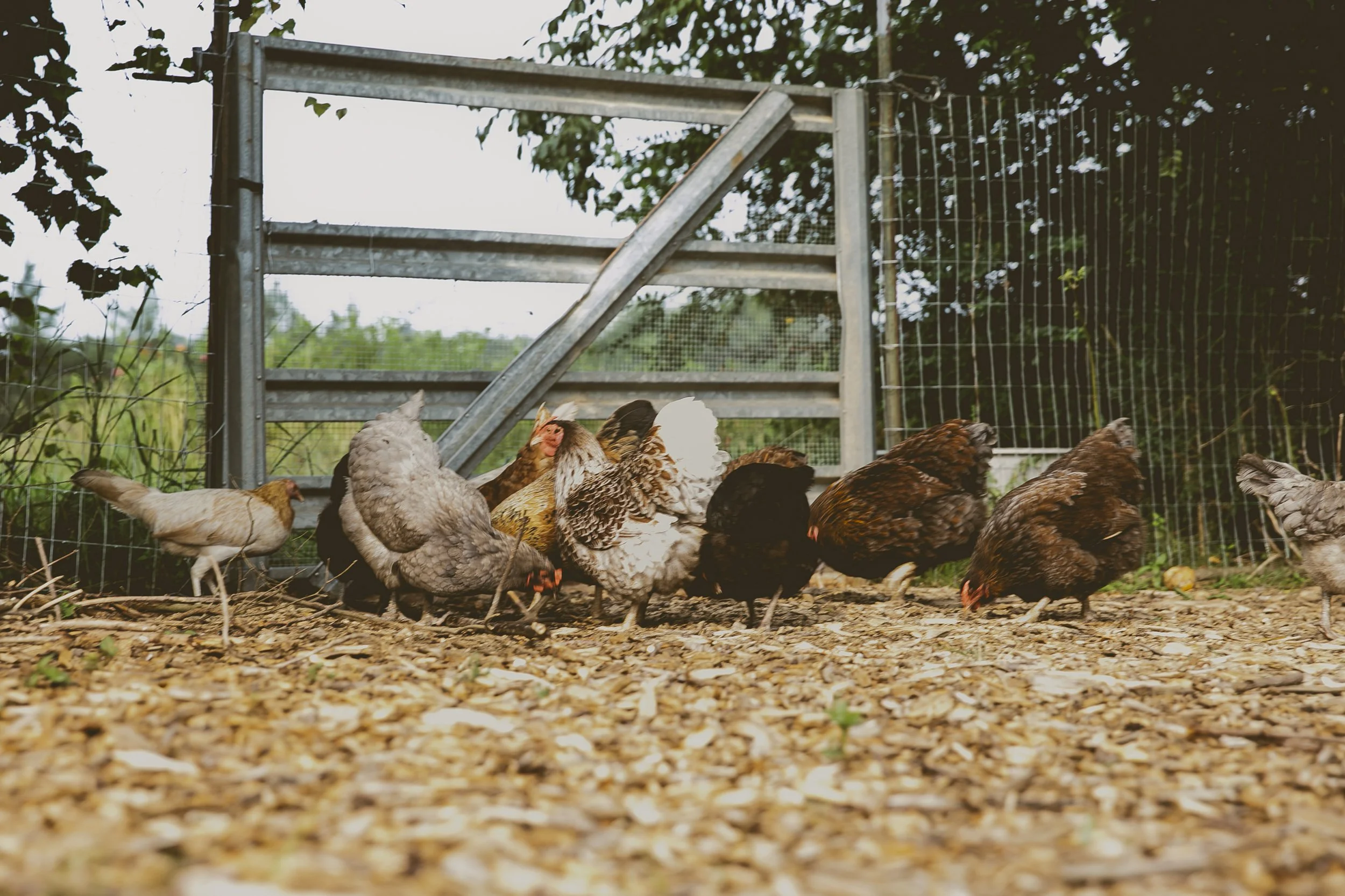 Barn Yard Chickens 2.JPEG