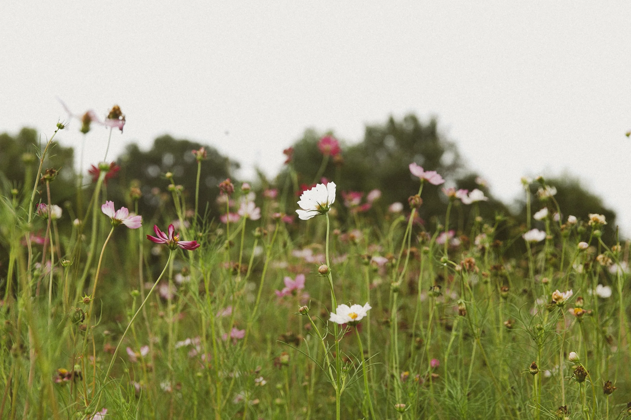 Farm - Cosmos.JPEG