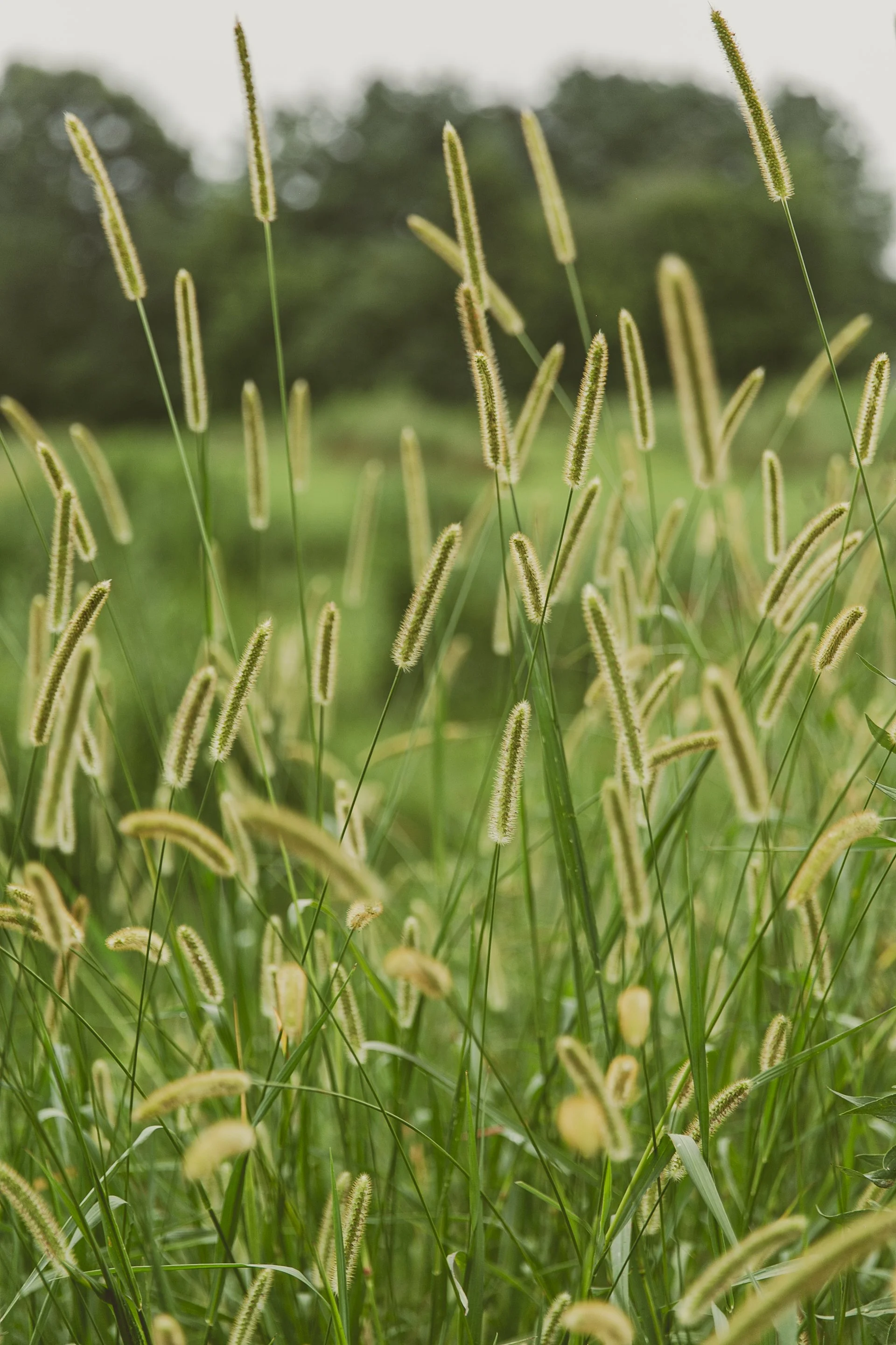 Farm - Cool Grass.JPEG