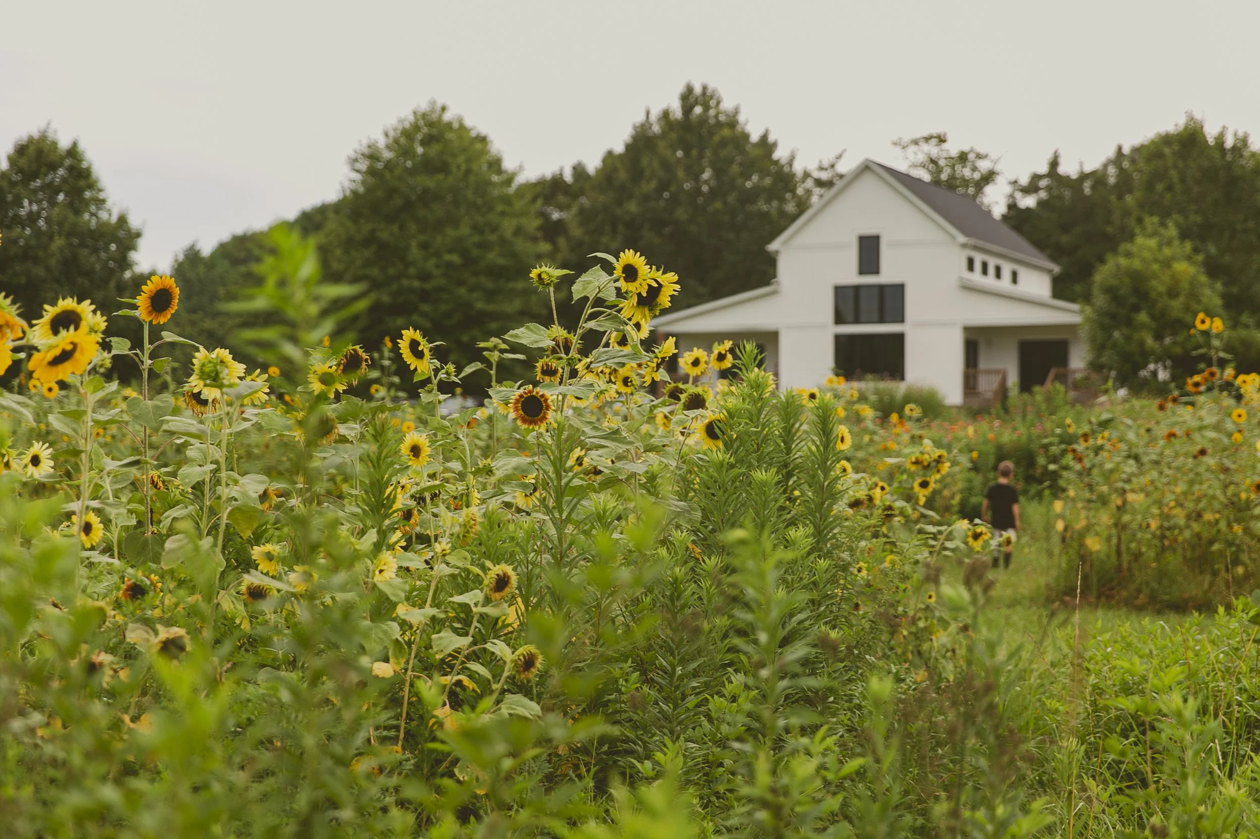 Farm - Sunflowerssss and House.JPEG