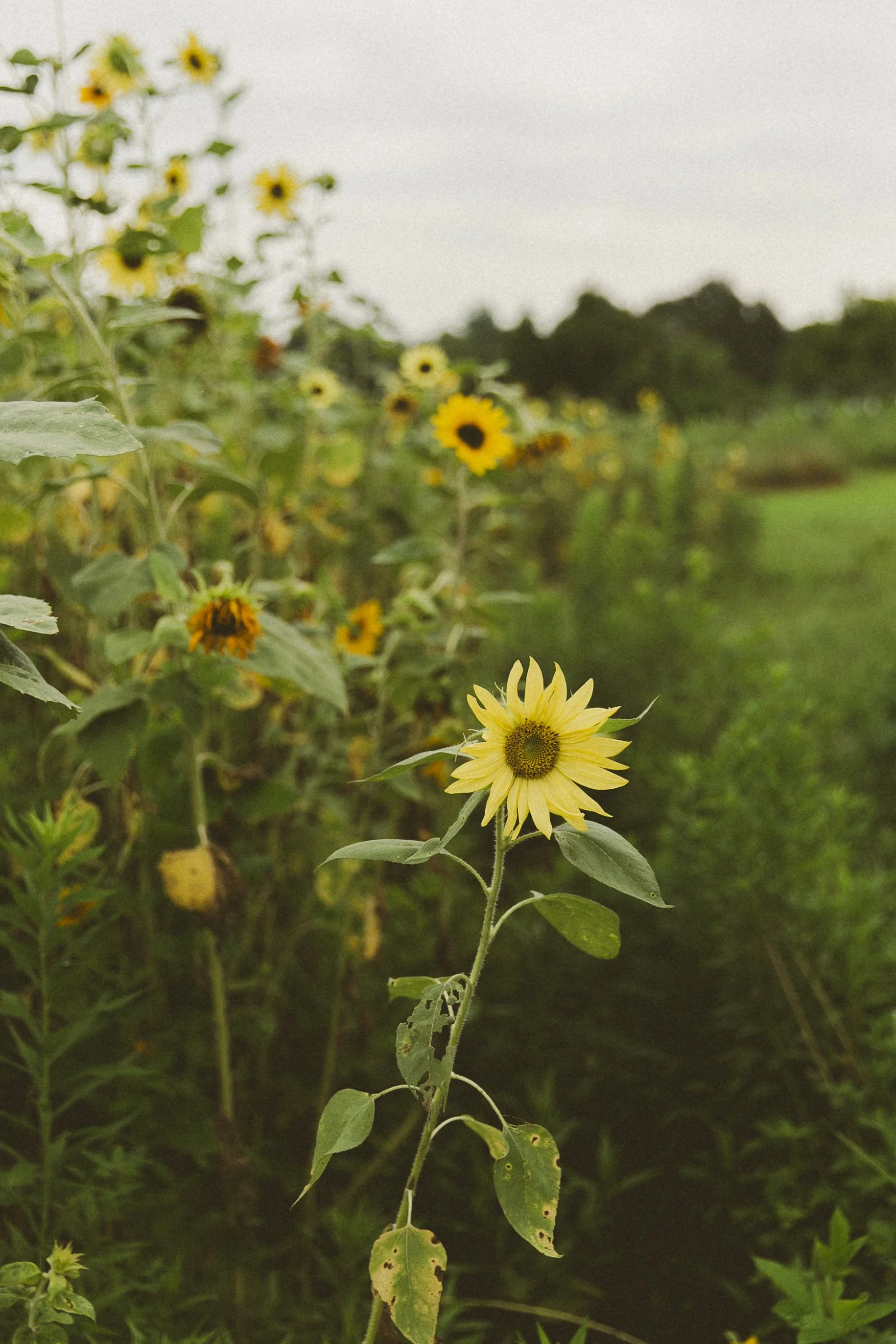Farm - Sunflower Row.JPEG