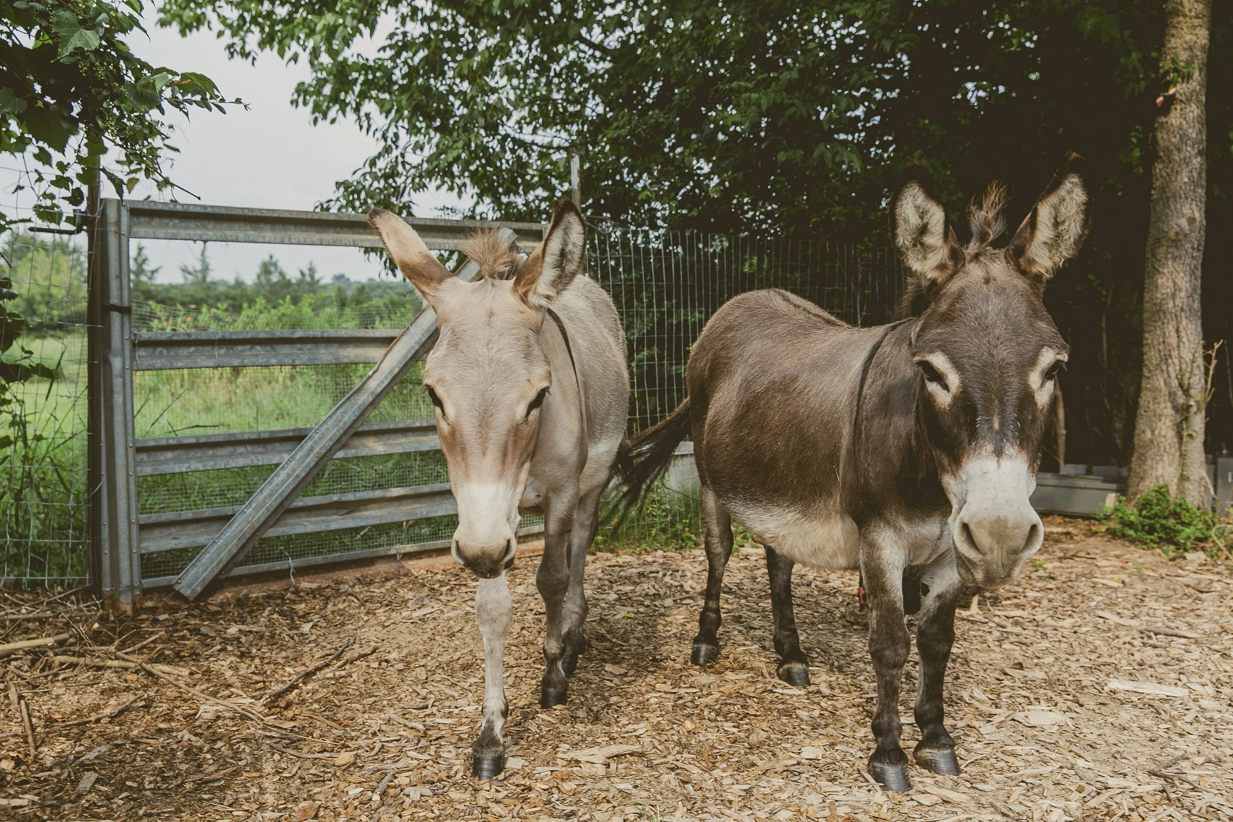 Barn Yard Donkeys.JPEG