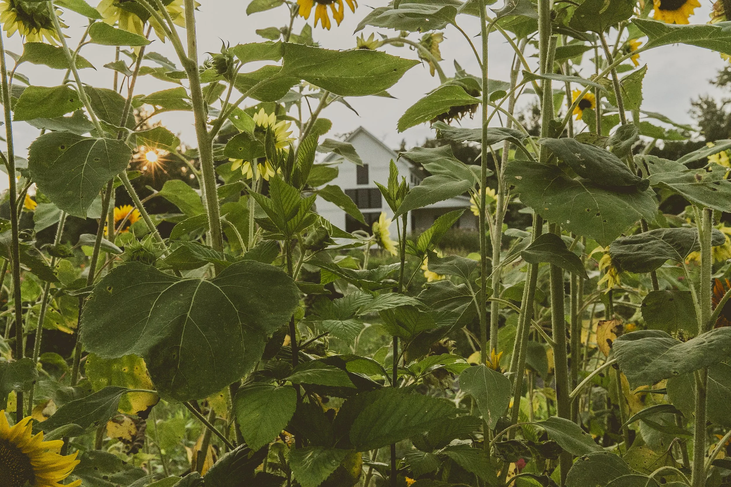 Farm - house through the sunflowers .JPEG