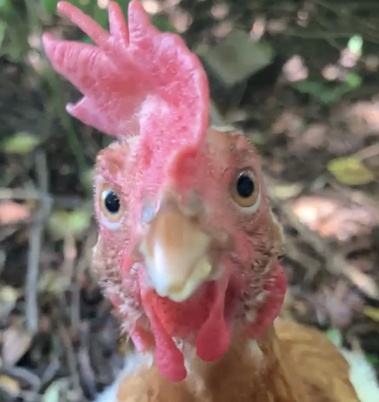 Barn Yard - Chicken Face.jpg