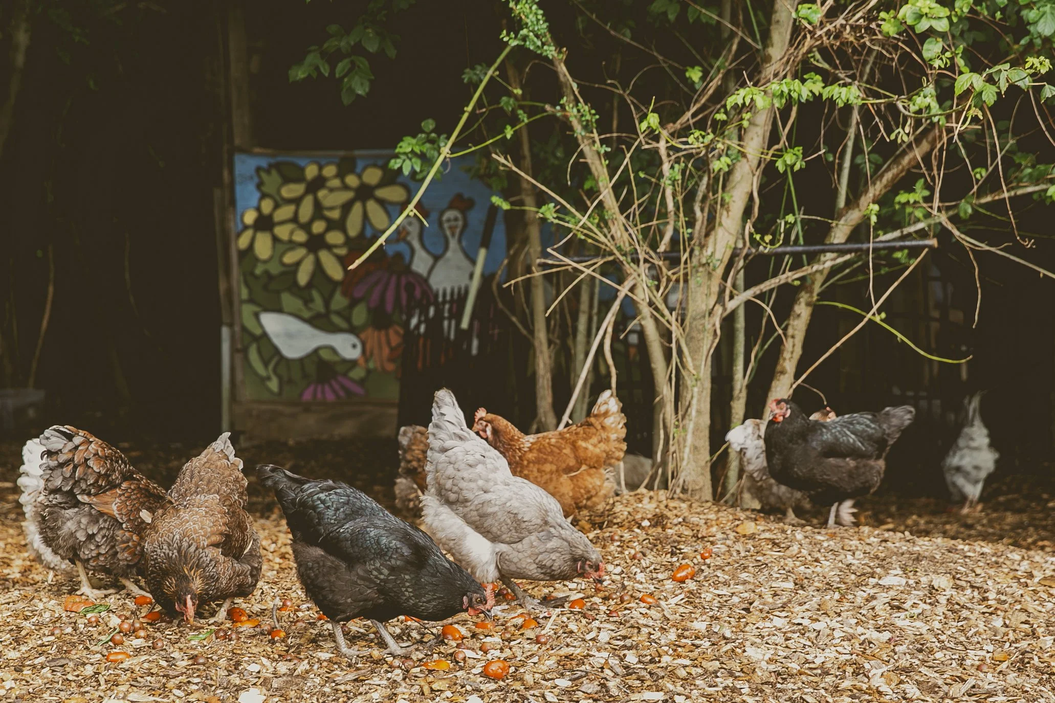 Barn Yard Chickens.JPEG
