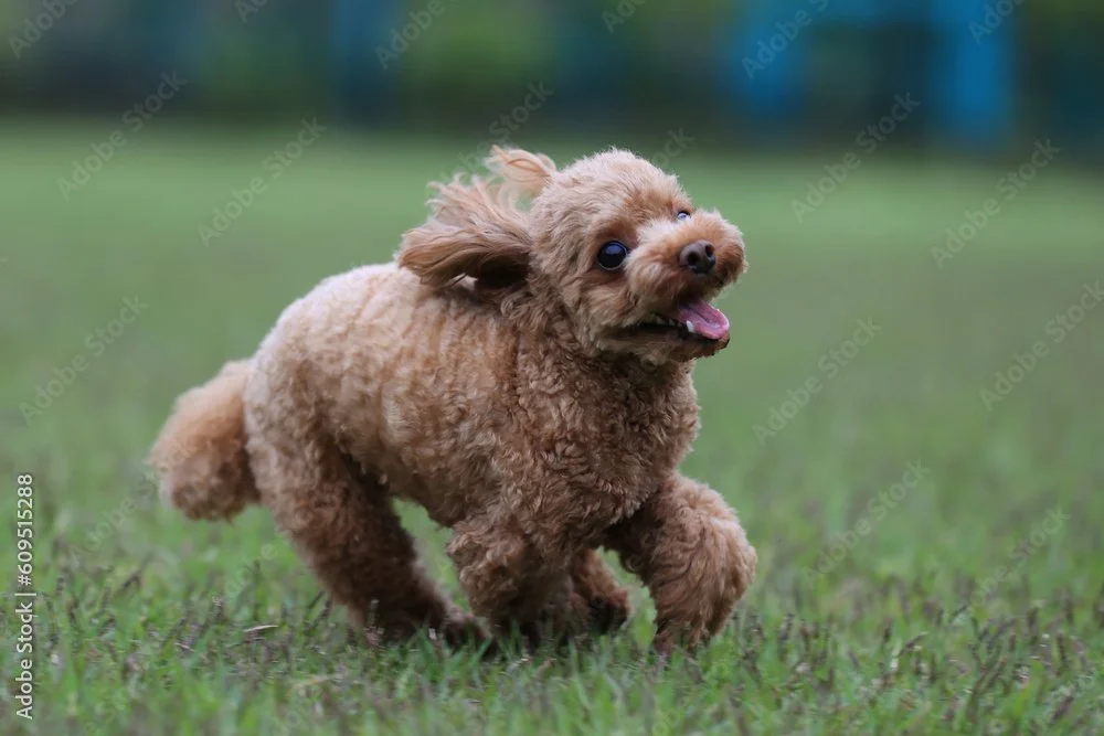 AdobeStock_609515288_Preview.jpeg