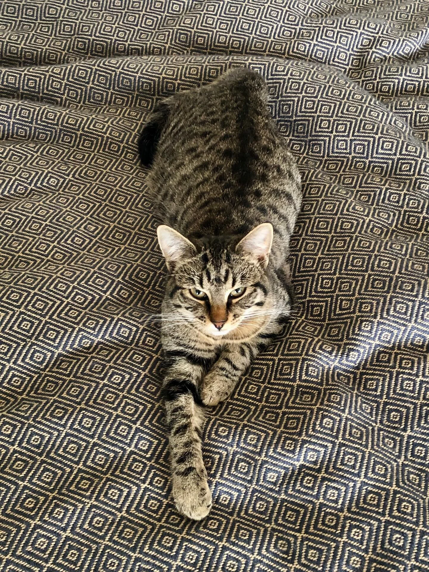I&rsquo;m currently developing some beautiful and effective Energy Healing techniques. Sessions are held online and payment is by donation, for a limited time. This is Phoenix 🤍 my loving assistant.

We begin with a short consultation, then I will w