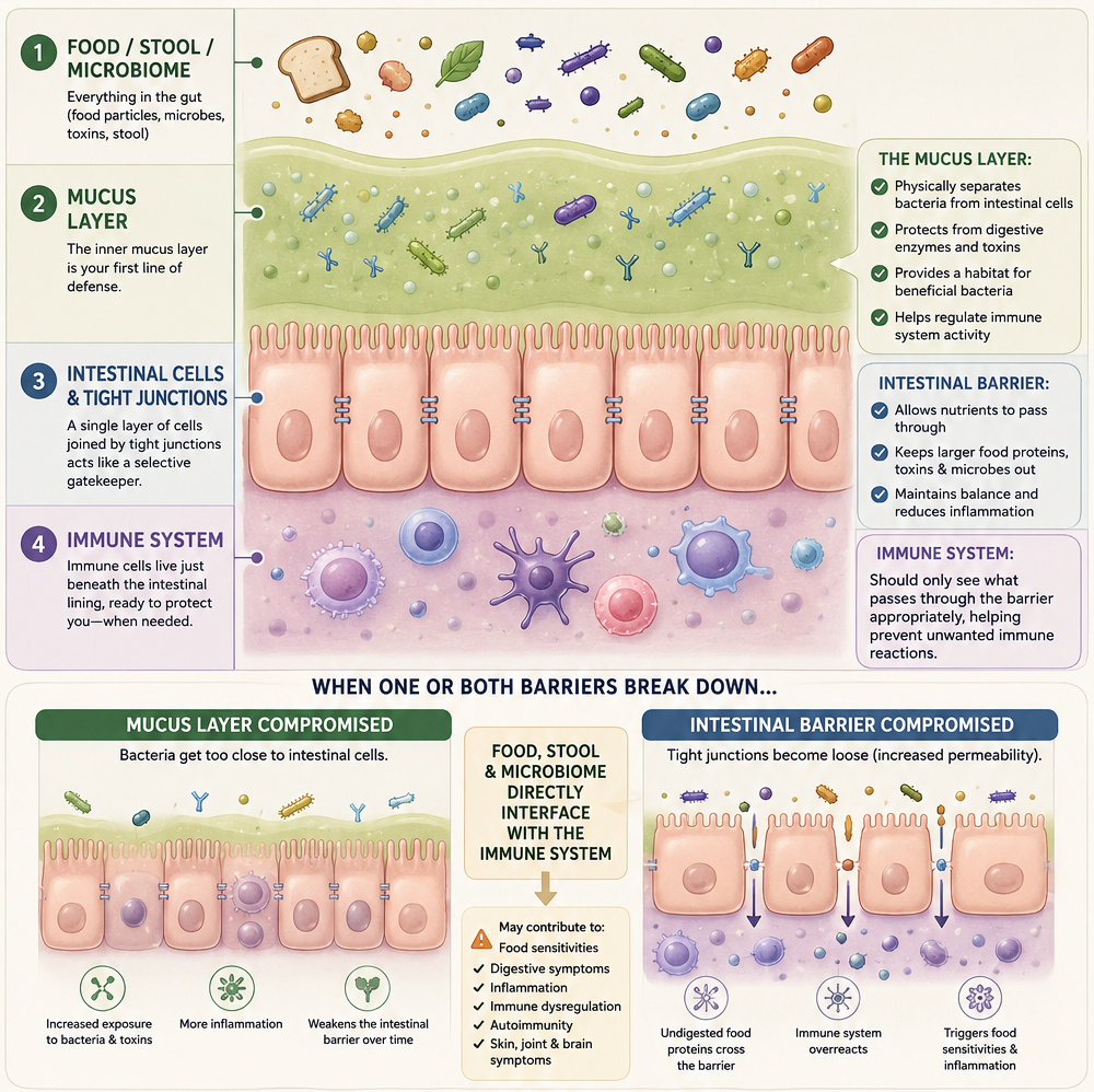 Intestinal permeability, leaky gut and the inner mucous membrane