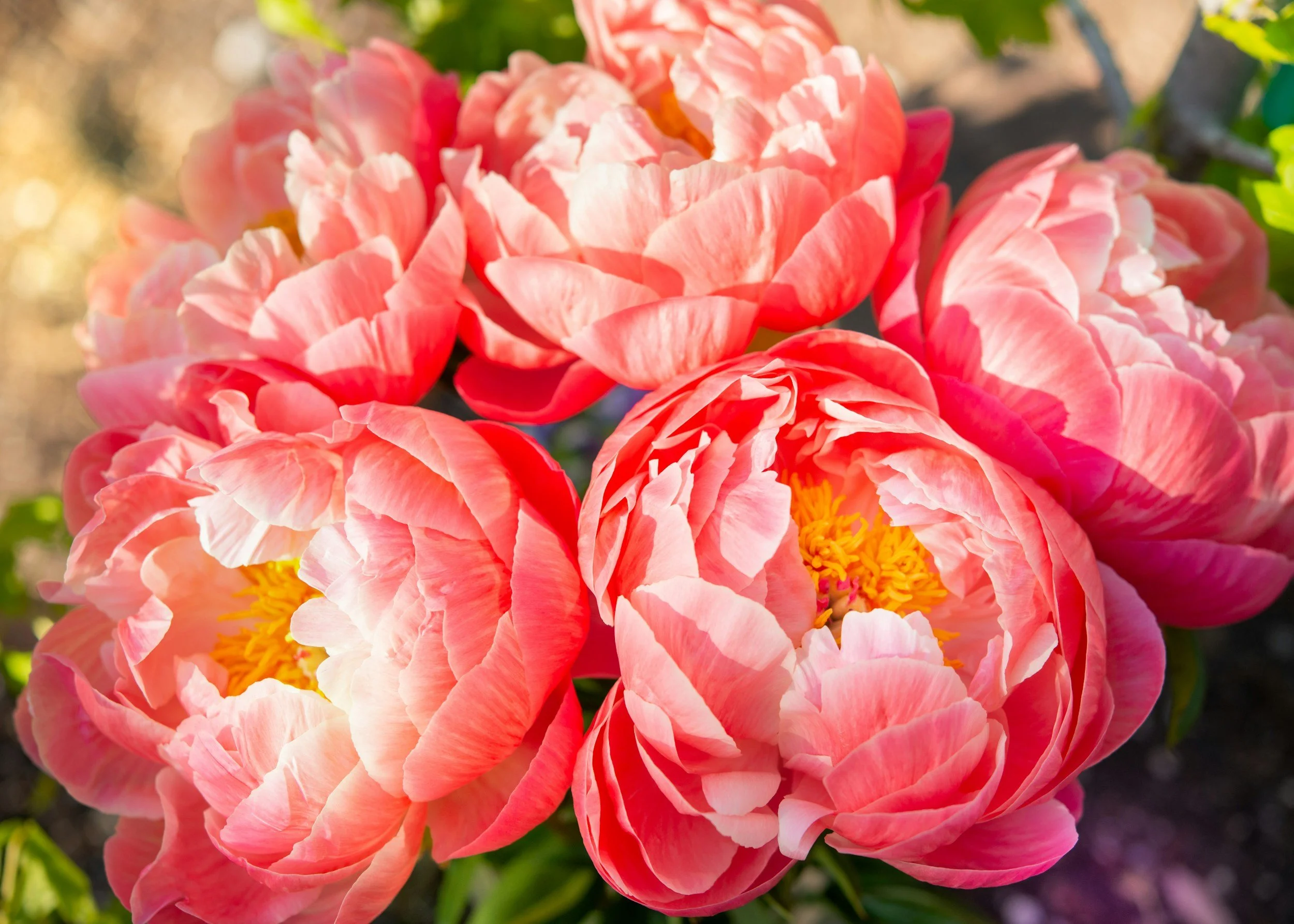 Close-up of vibrant pink peony flowers with yellow centers, in full bloom, with green leaves and blurred background.