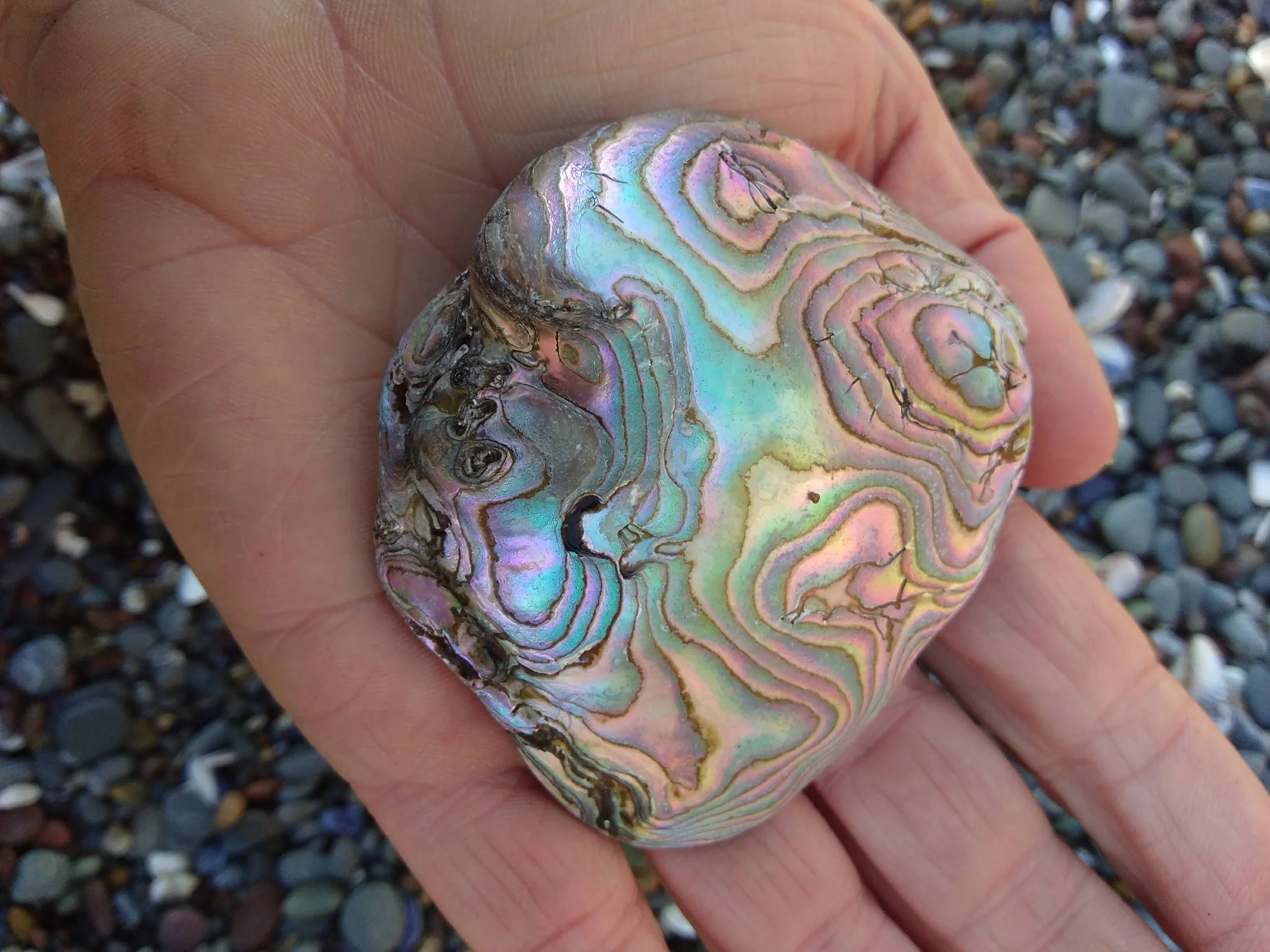Close-up of a person's hand holding a large, colorful, iridescent abalone shell on a pebble-covered beach.