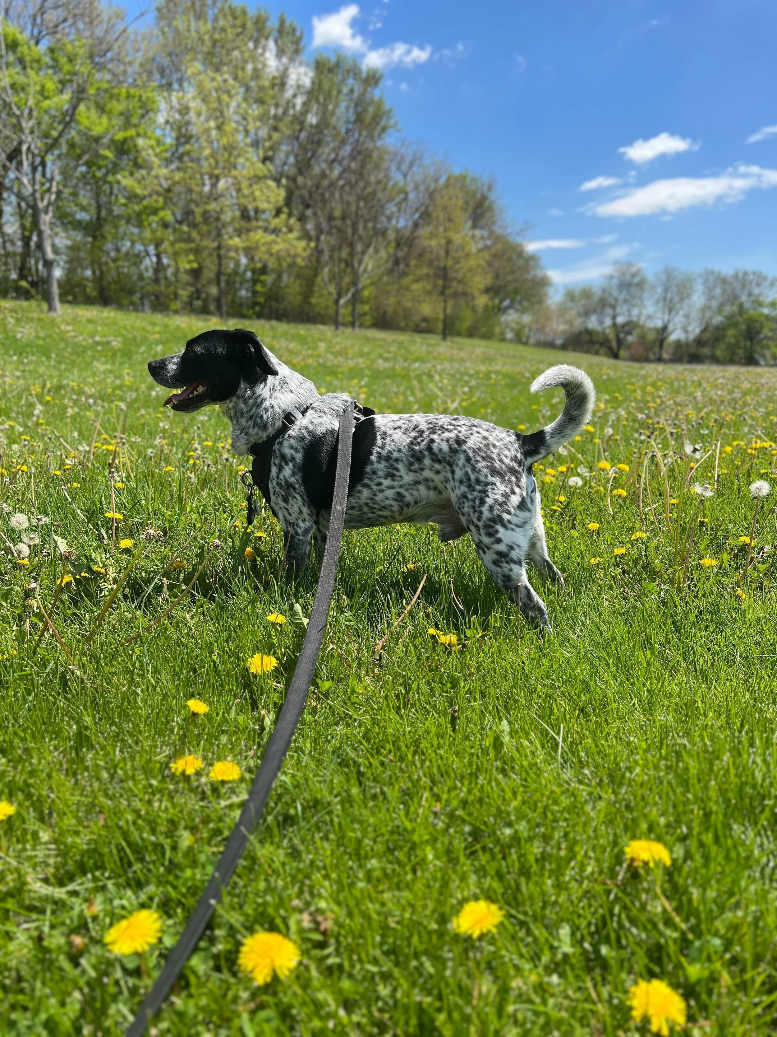 A black and white speckled dog on a leash standing in a grassy field with yellow flowers, trees, and a partly cloudy blue sky in the background.
