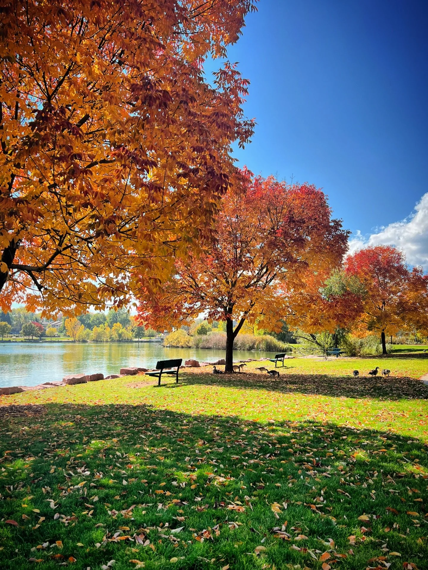 Picturesque Colorado 🌲🪾

#colorado #coloradovideographer #coloradophotography #fallcolors #winteriscoming
