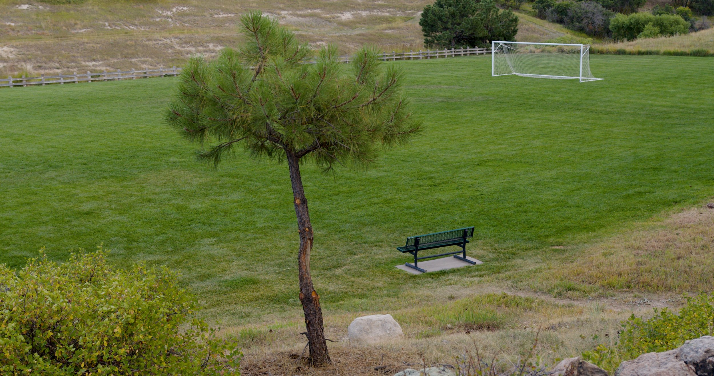 A grassy field with a single pine tree, a black park bench, and a soccer goal in the background.