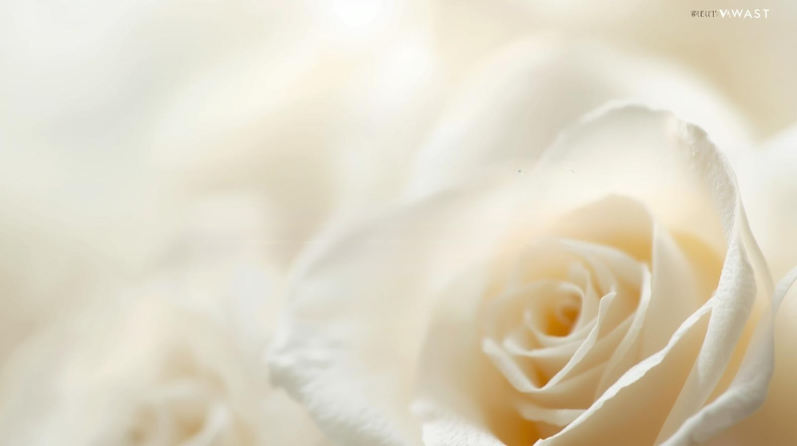 Divine Light Healing Session