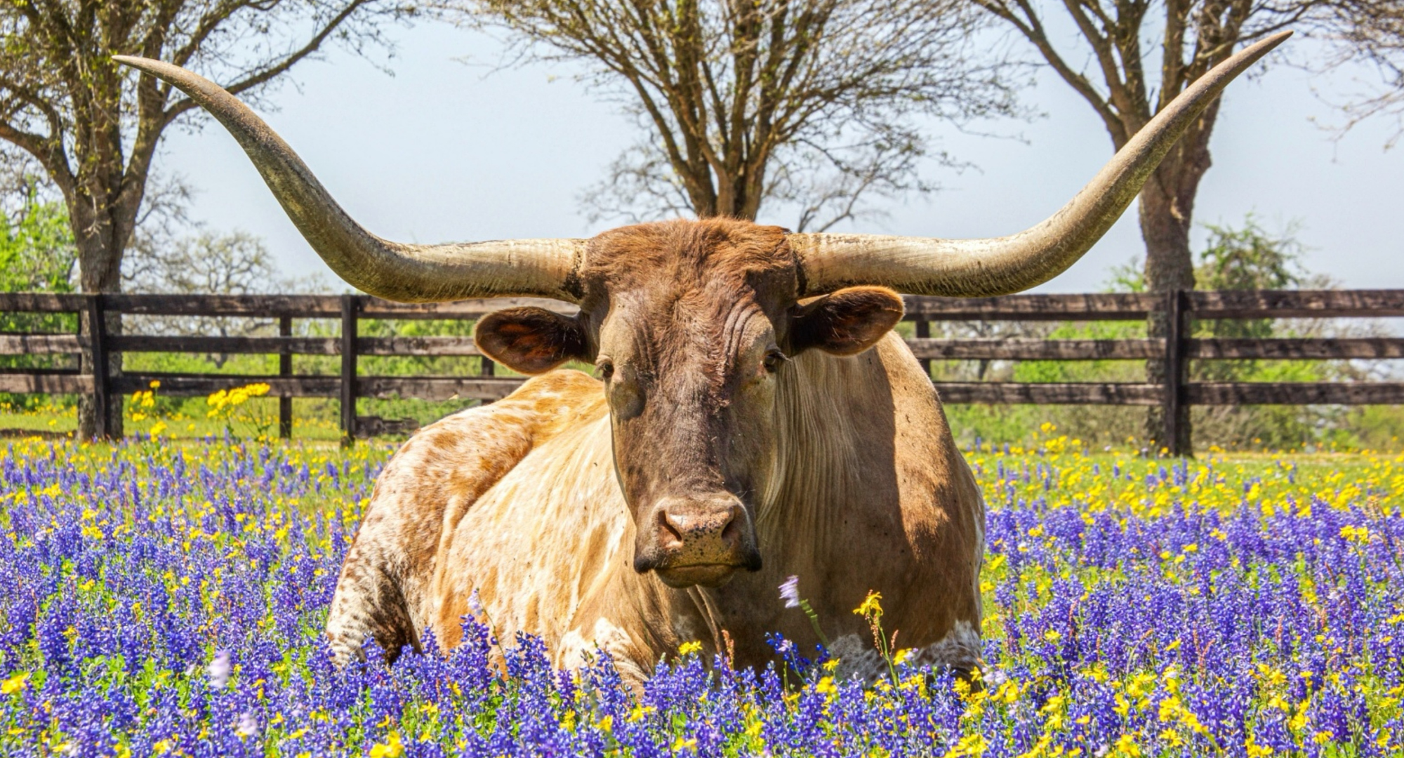 A longhorn steer resting in a field of purple and yellow wildflowers, with trees and a wooden fence in the background.
