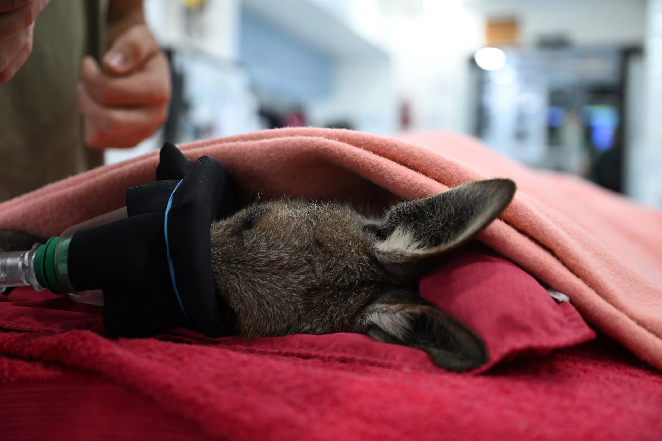 Wildlife wellbeing is our priority