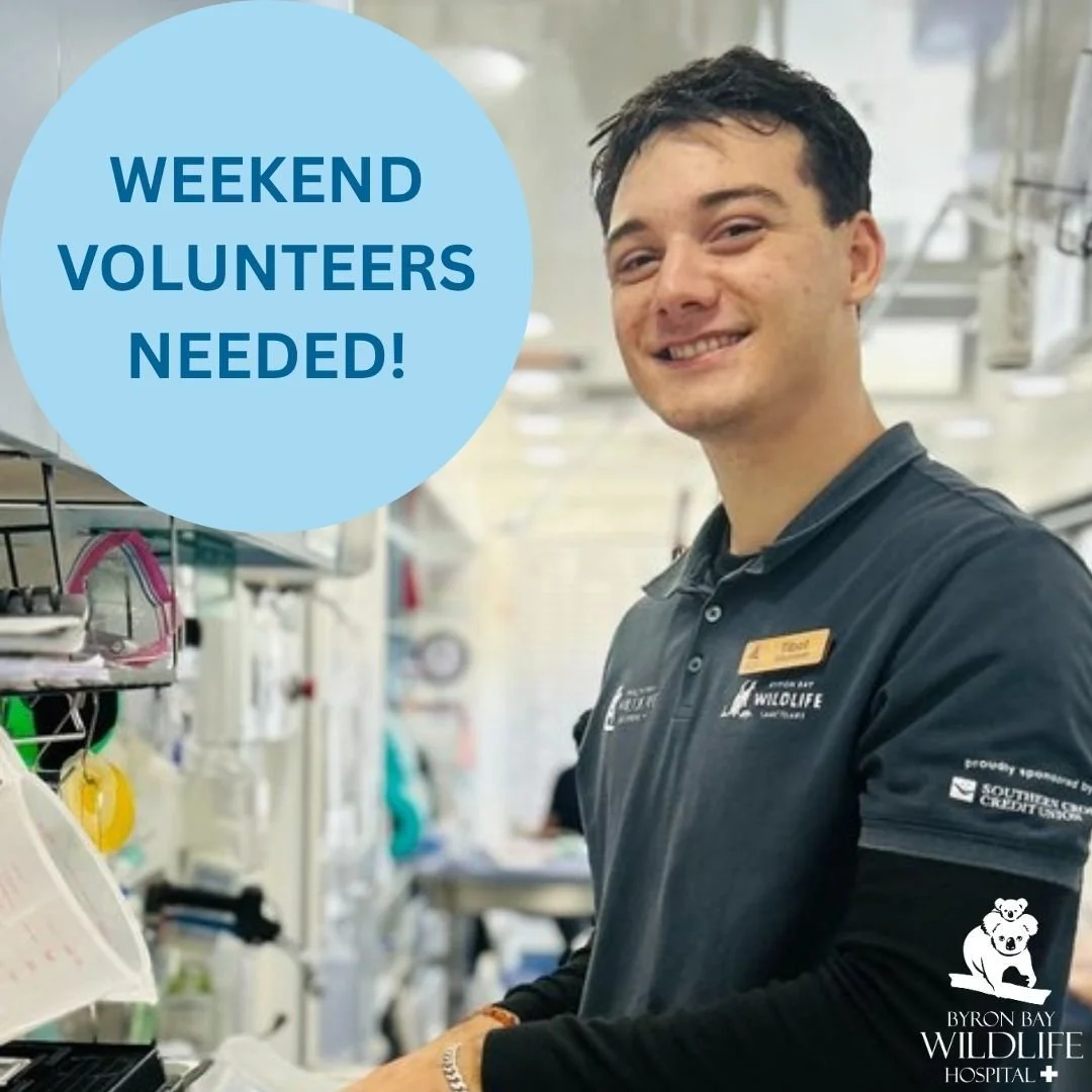 🌿 Weekend Wildlife Warriors Wanted! 🦘🦉

Love animals? Looking for a meaningful way to spend your weekends?
Join our amazing volunteer team at Byron Bay Wildlife Hospital!

We&rsquo;re looking for dedicated Hospital Volunteers to help care for sick