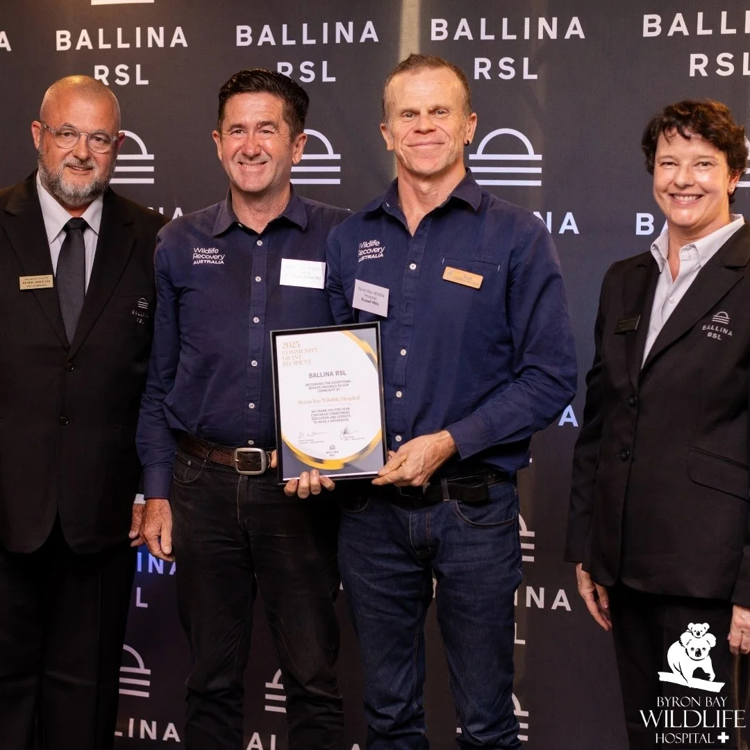 ✨Byron Bay Wildlife Hospital was among 39 charities, sporting organisations, and not-for-profit community groups receiving Club Grants from Ballina RSL in 2025 at an awards earlier this month!😍
The Club Grants Program supports the work of lifesavin