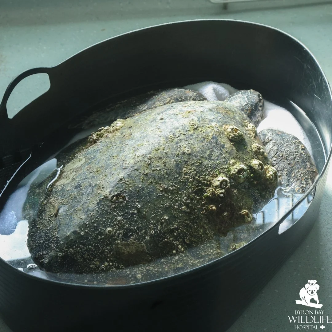 Meet "Fudge" 🐢
"Fudge" was brought into our hospital after being found stranded on Main Beach in Byron Bay.
A full work-up revealed "Fudge" was suffering from several health issues, including pneumonia, deficiencies i