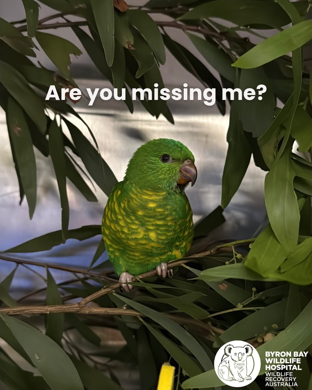 🐦 Have you lost your beloved feathered friend?

We have a possibly escaped pet lorikeet at our hospital!

If you think it could be yours, please send an email through to info@byronbaywildlifehospital.org detailing:
🐦Any identifying marks
🐦Any trai
