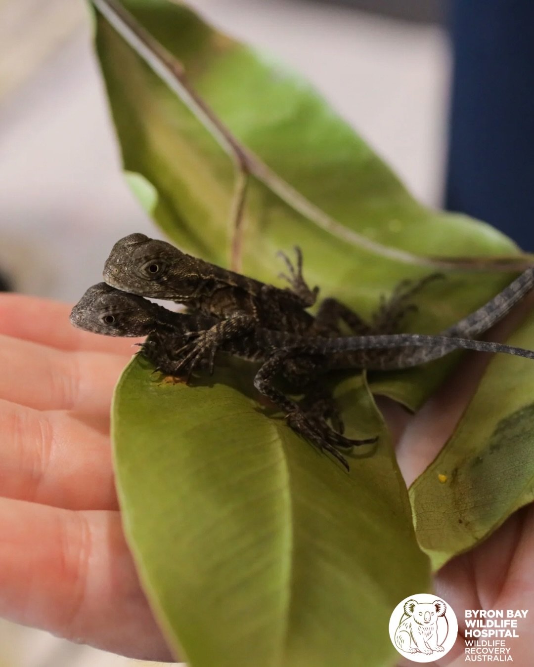 Our babies have gone wild! 🥲

Several months ago, an eastern water dragon was brought into our hospital after being attacked by a dog. Her injuries were severe and sadly, she passed away 😞

X-rays revealed that she was carrying precious cargo- a cl