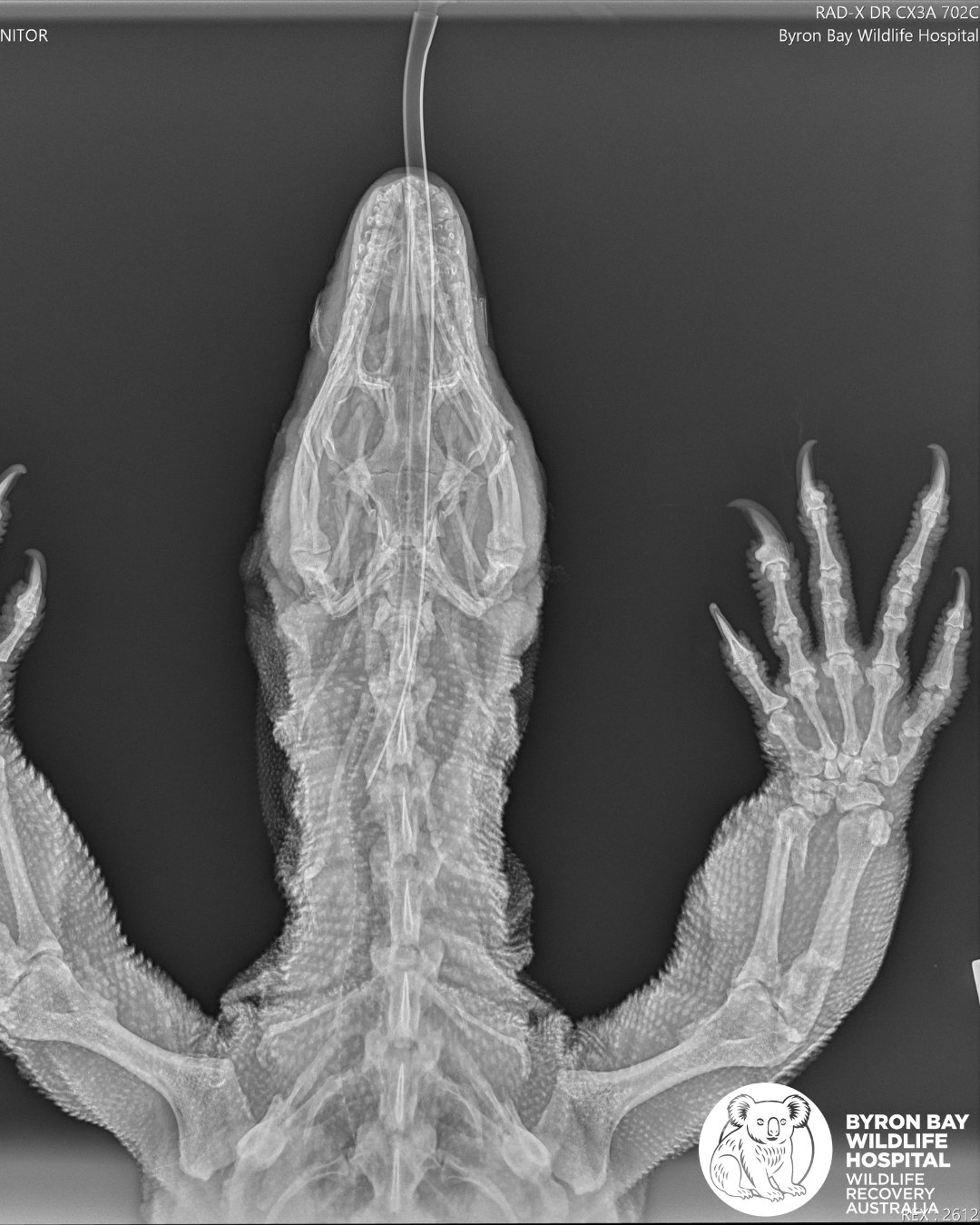 Please #SlowDownForWildlife 🦎
⚠️Warning: This post contains images that may be distressing to some viewers

This stunning 8.1kg adult male Lace Monitor was recently brought into the hospital, after being hit by a car on a long stretch of road 😔 

H