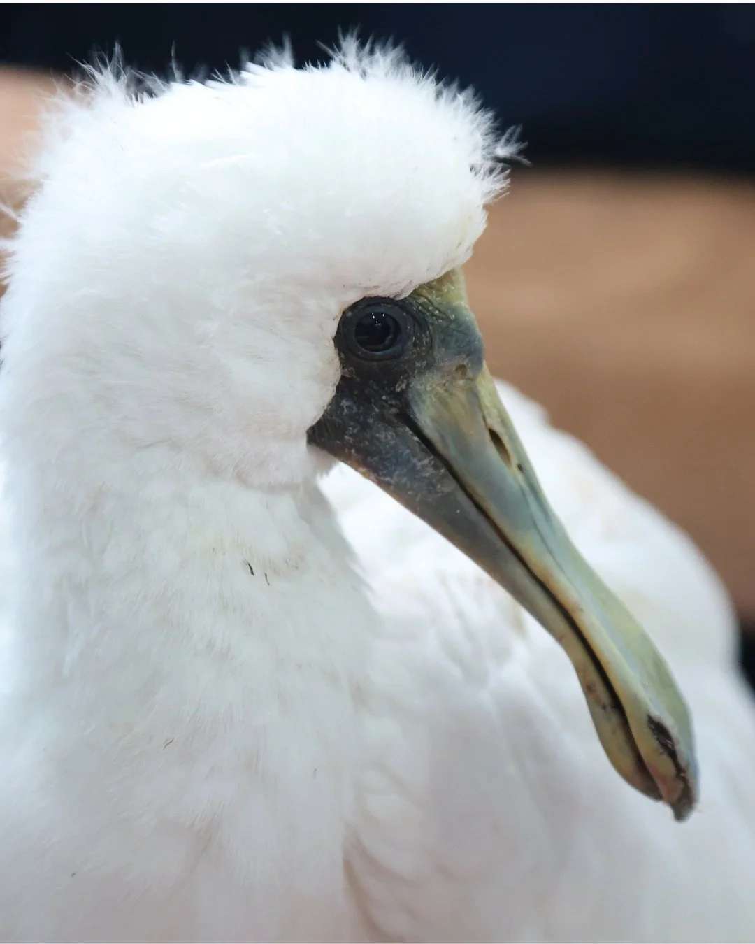 Today we pay respects to this beautiful land we call home 🌳, and all living beings we share it with🐍.
We acknowledge the Traditional owners of this land, and the deep and ancient connection to country 🖤💛❤️.
We embrace all who were born on this la
