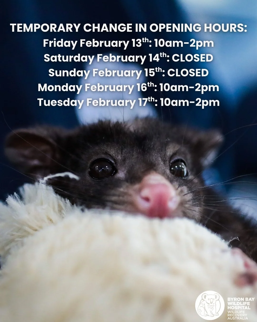 ✨ To our wonderul wildlife carers and community,
 
Due to staff shortages, we will have a temporary change in opening hours over the coming days:
Friday February 13th: 10am-2pm
Saturday February 14th: CLOSED
Sunday February 15th: CLOSED
Monday Februa