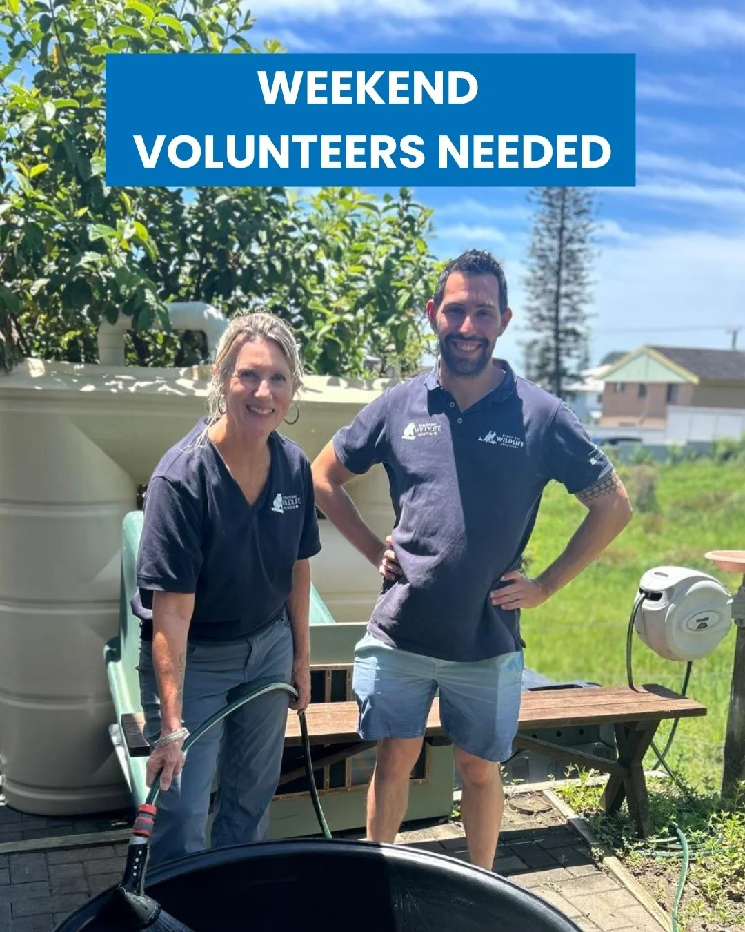 ✨Weekend Volunteers Needed✨
Love wildlife?🐢 Got just 4 hours to spare?⌚

Our wildlife hospital needs weekend volunteers to help care for native animals.
✔️ Short 4-hour shifts
✔️ Training provided
✔️ Make a real difference

No experience needed &mda