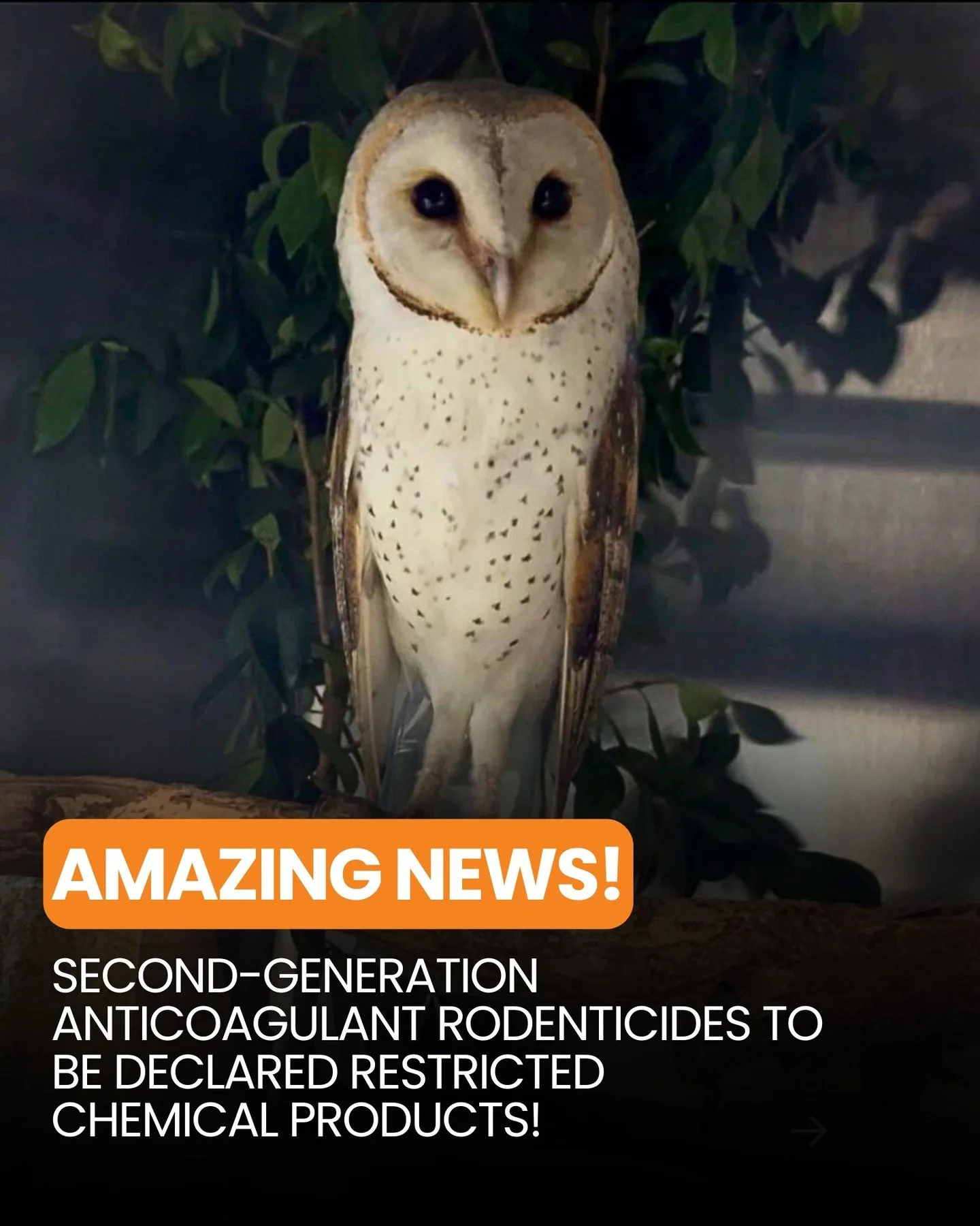 ✨Amazing news for our native wildlife- chemical products containing any second-generation anticoagulant rodenticides (SGARS) have been declared restricted chemical products (RCPs)!

SGARS are a class of chemicals ⚛️ that are commonly used in products