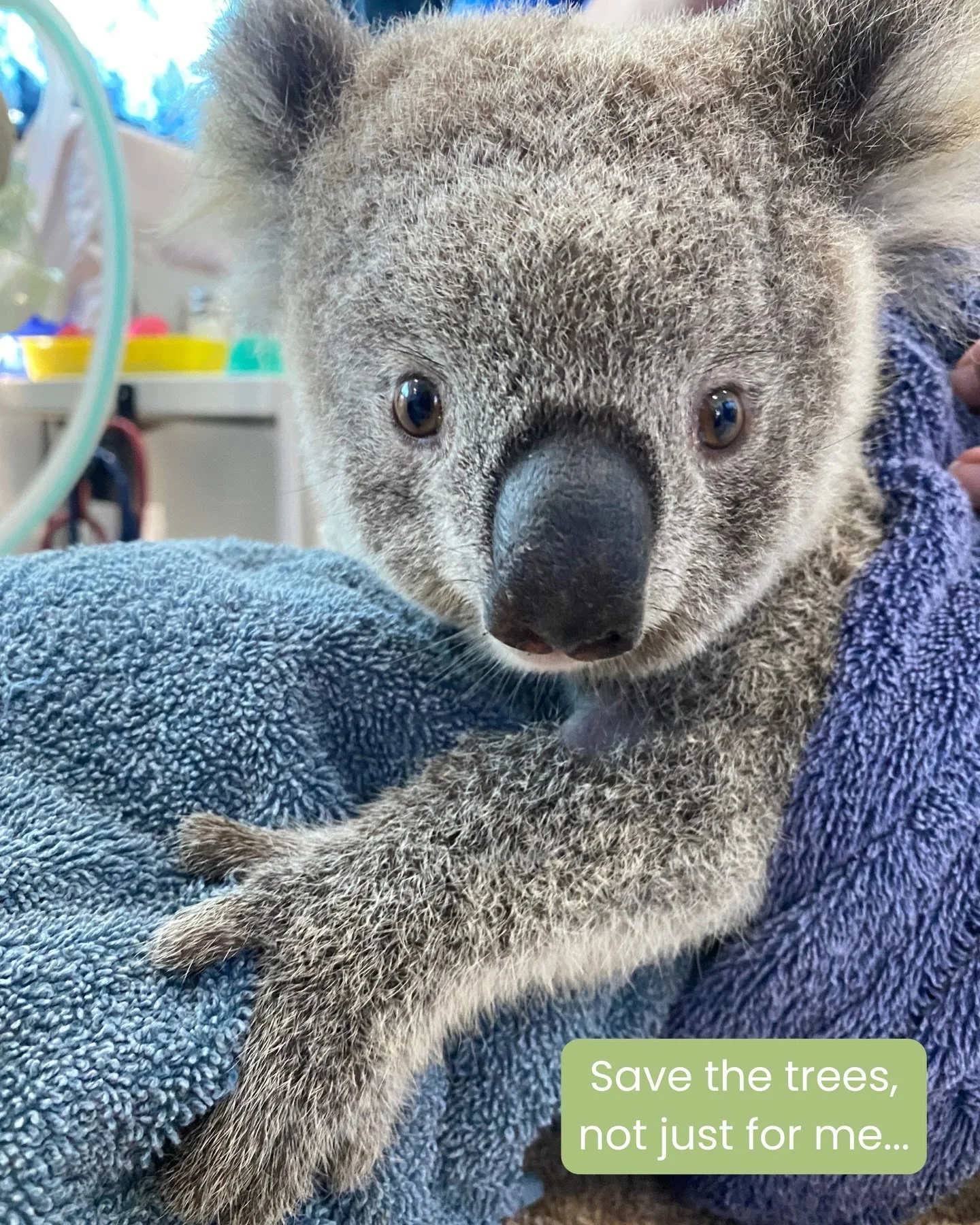 We speak for the trees, and those who call them home 🌳 

Saturday March 21st was International Day of Forests, and today March 23rd is National Eucalypt Day.

#DidYouKnow Australia has one of the highest rates of deforestation 🪵 of any country in t