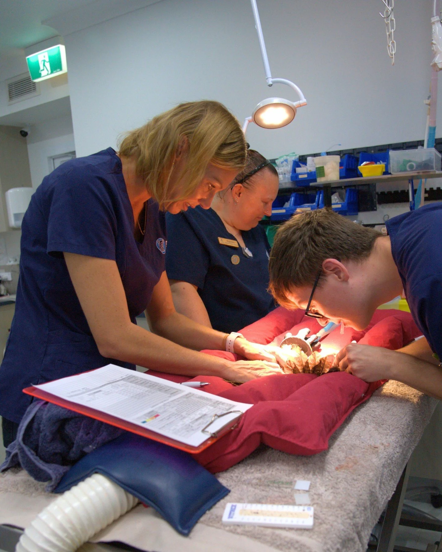 ⏳ Final hours! Our free Will offer with Safewill ends tonight!

This is your last chance to:
🦘 Protect your loved ones
🌱 Avoid future complications
🚑 Support urgent wildlife rescue &amp; rehabilitation through a lasting gift

✅ No catches, no paym