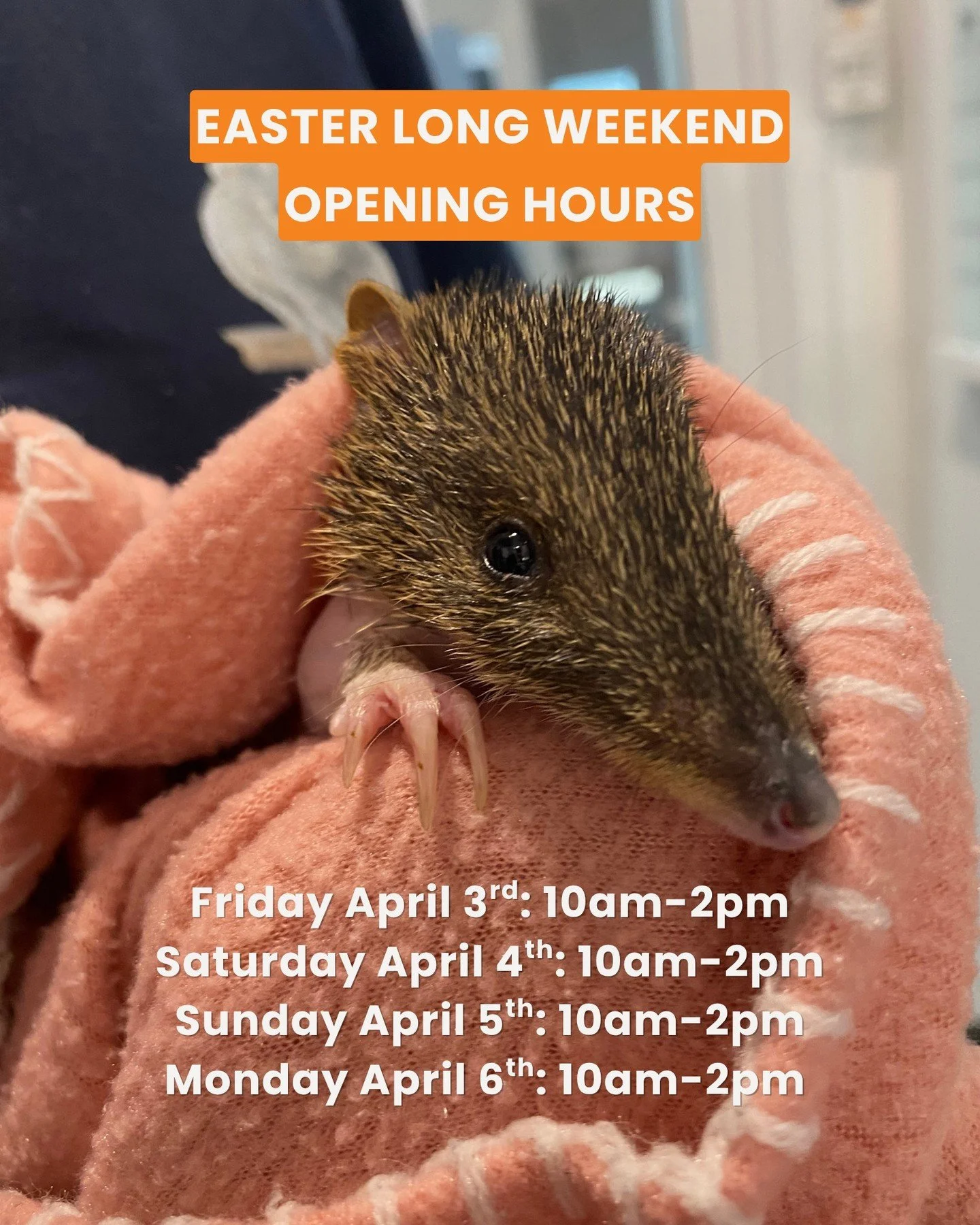 ✨ Byron Bay Wildlife Hospital will be OPEN this Easter Long Weekend, from 10am-2pm daily for all new patient admissions and rechecks!

📲 If you find injured, unwell or orphaned wildlife, please bring them to our hospital headquarters in Lennox Head,