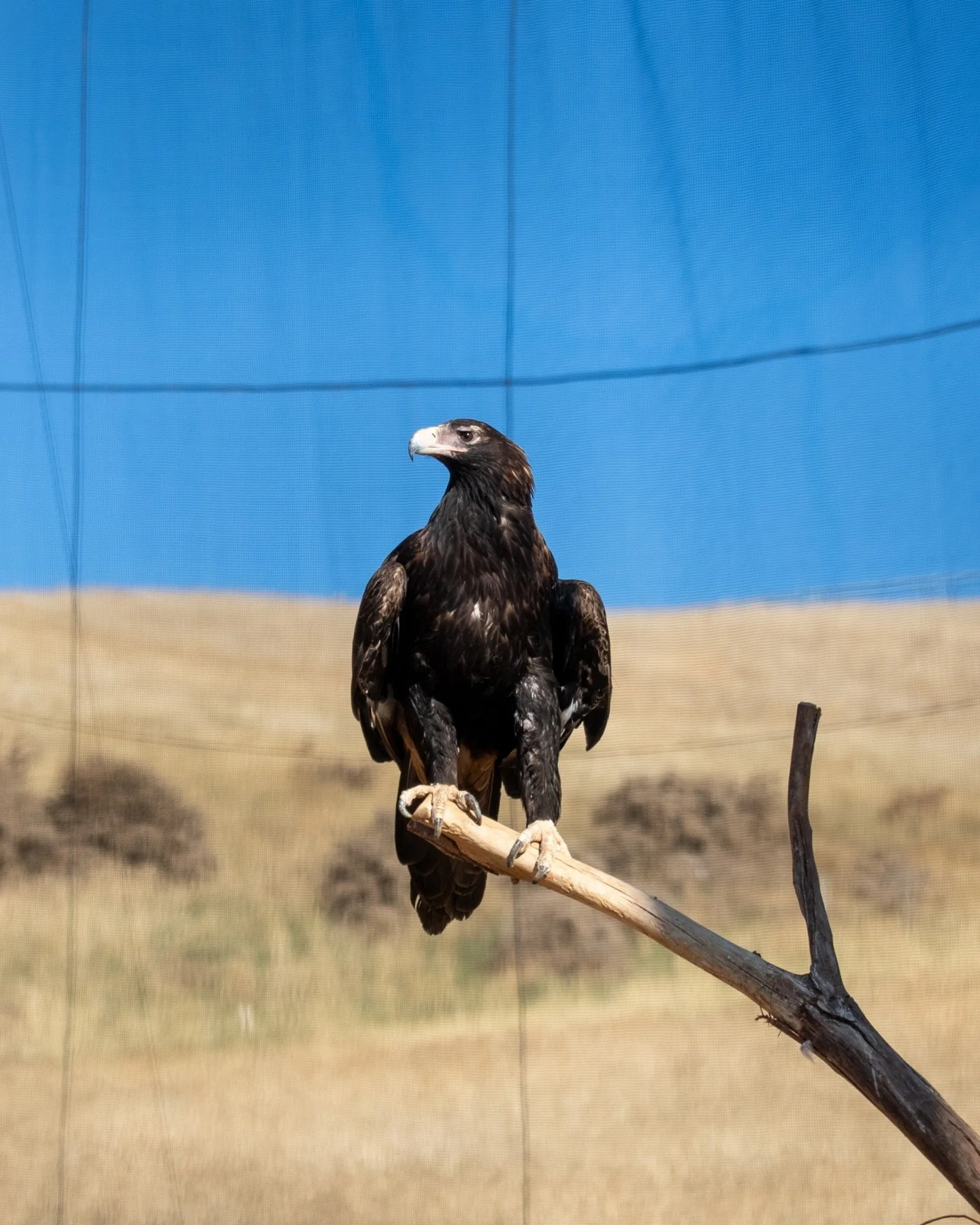 &ldquo;Matilda&rdquo; 🚛 was built to travel, including across the seas! 

After departing from the nation&rsquo;s capital of Canberra, Australia&rsquo;s first and only mobile wildlife hospital continued her epic national tour to travel to two of the