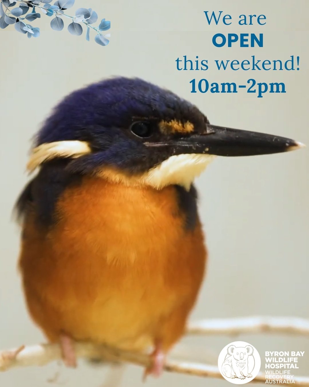 ✨ Byron Bay Wildlife Hospital will be OPEN for admissions from 10am-2pm this Saturday April 11th and Sunday 12th, with our expert veterinary team available to provide treatment for all injured, unwell and orphaned wildlife. 🐢

If you find wildlife n