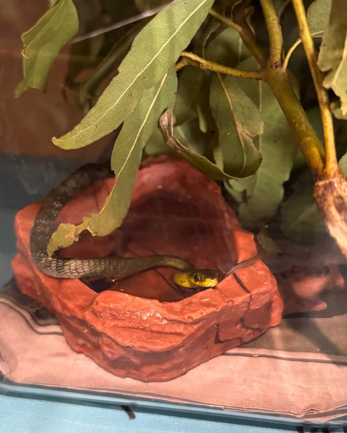 A lucky escape for two 🐍 

Our veterinary team recently admitted and treated not one, but two little patients who had been attacked by the same cat.

#DidYouKnow in Australia, free-roaming pet cats are estimated to kill as many as 390 million native