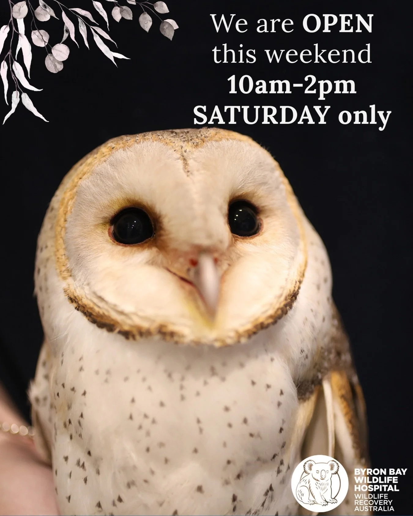 Hi Community 🤍

This weekend, Byron Bay Wildlife Hospital will be open for admissions on Saturday from 10am - 2pm 🐨
We&rsquo;ll be closed on Sunday.

If you find wildlife needing assistance, please bring them to our hospital in Lennox Head or reach